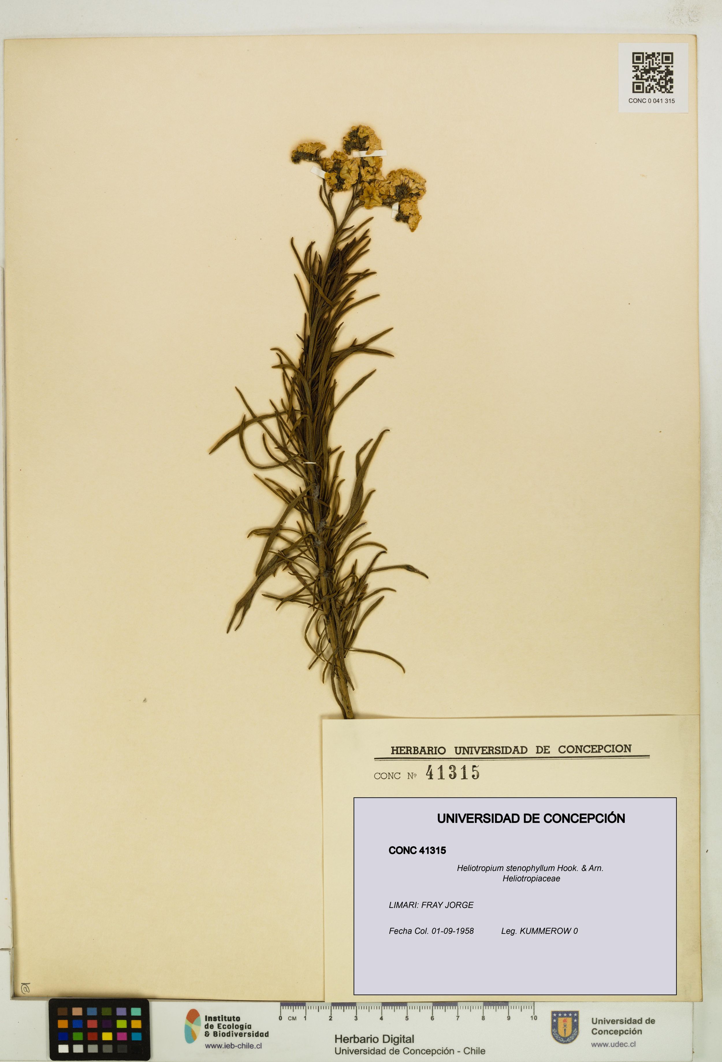 Heliotropium stenophyllum [Espécimen: ]