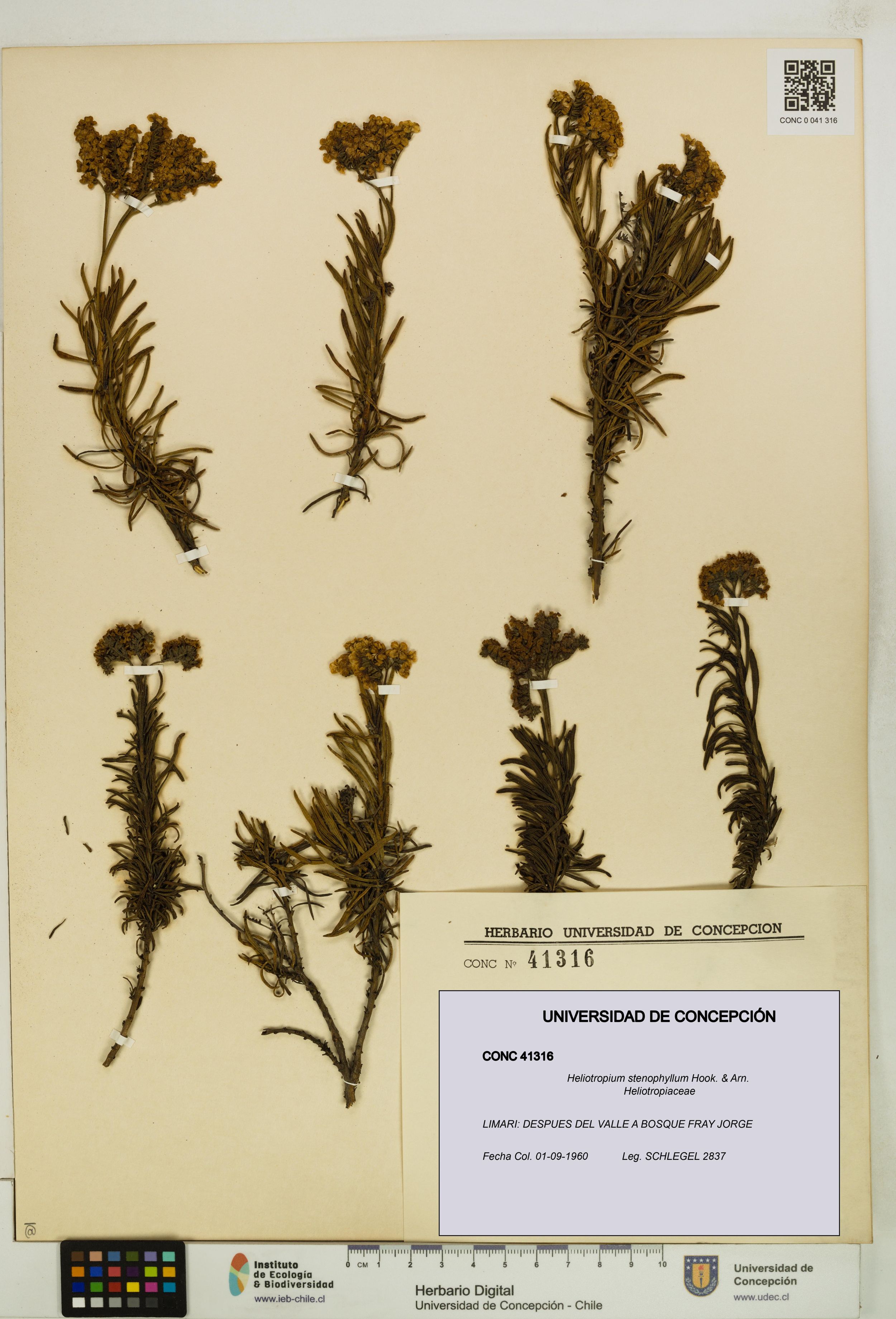 Heliotropium stenophyllum [Espécimen: ]