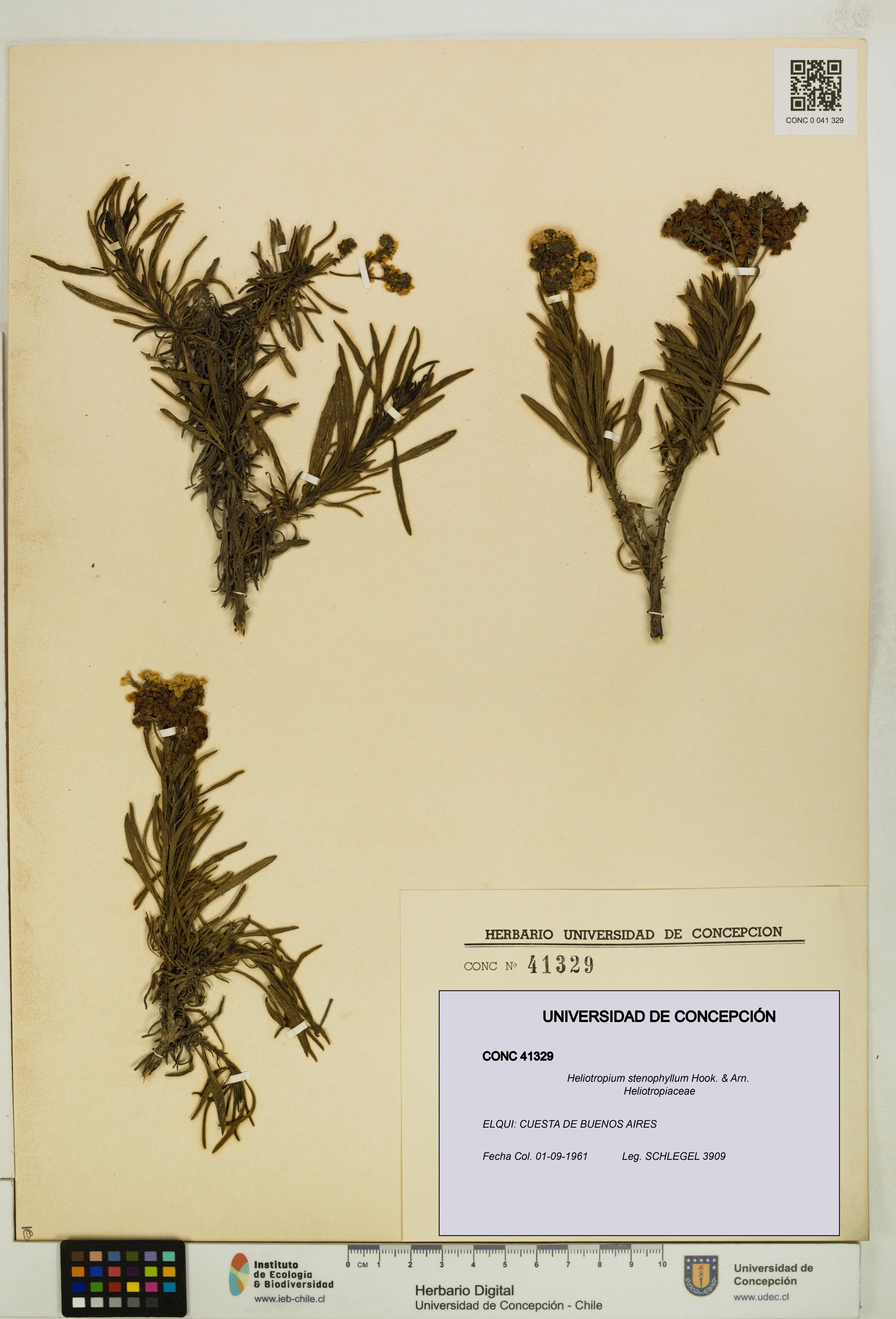 Heliotropium stenophyllum [Espécimen: ]
