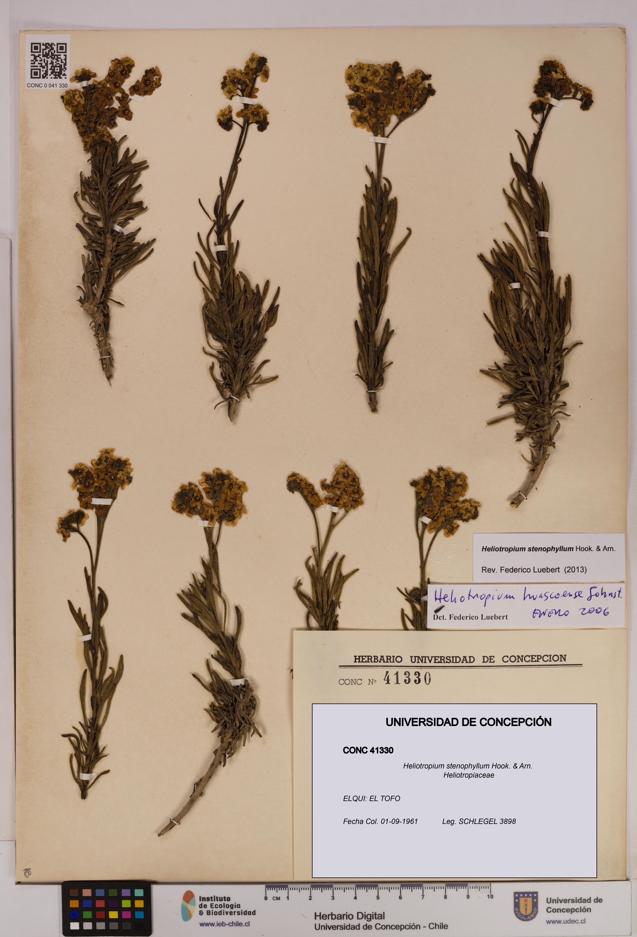 Heliotropium stenophyllum [Espécimen: ]