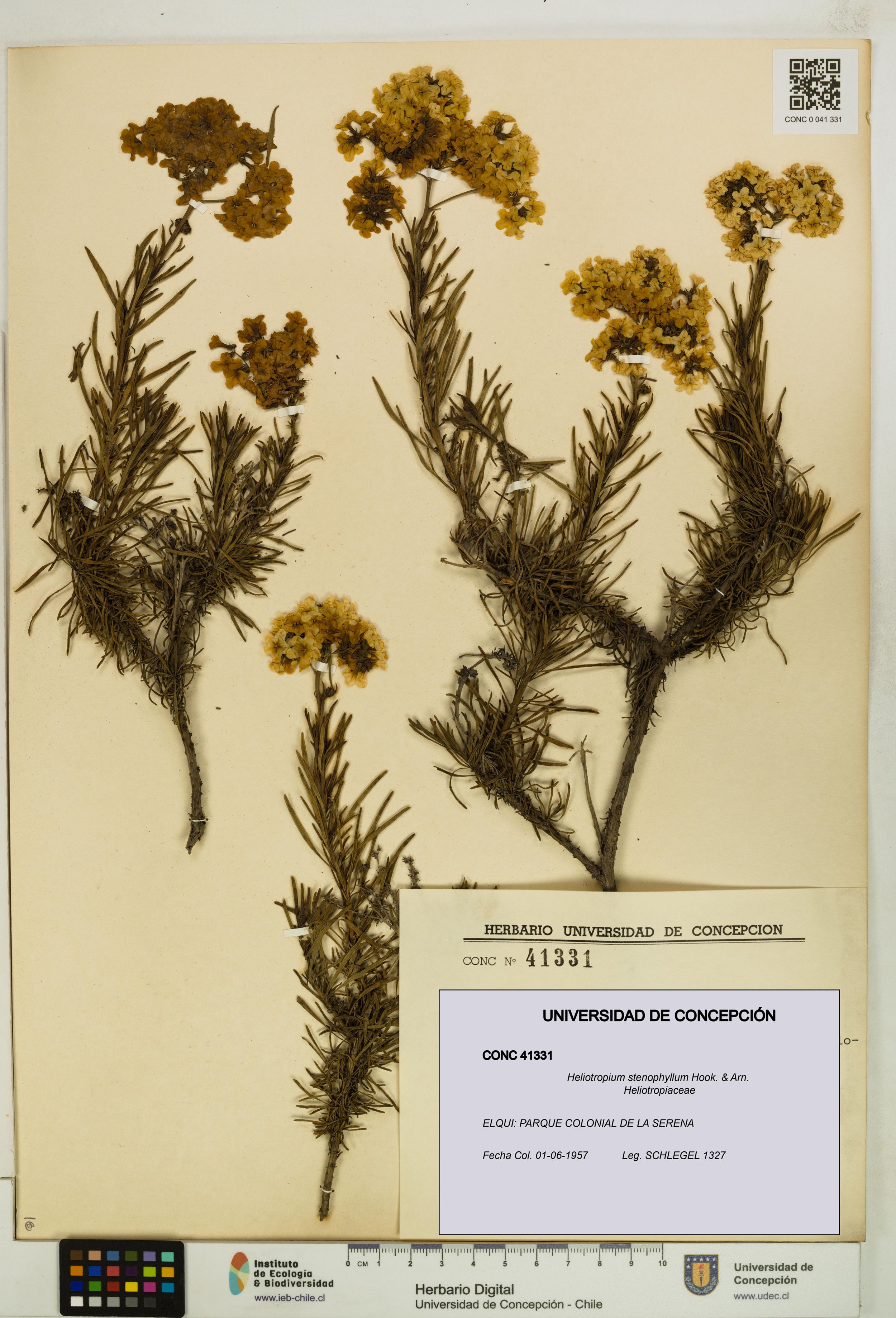 Heliotropium stenophyllum [Espécimen: ]