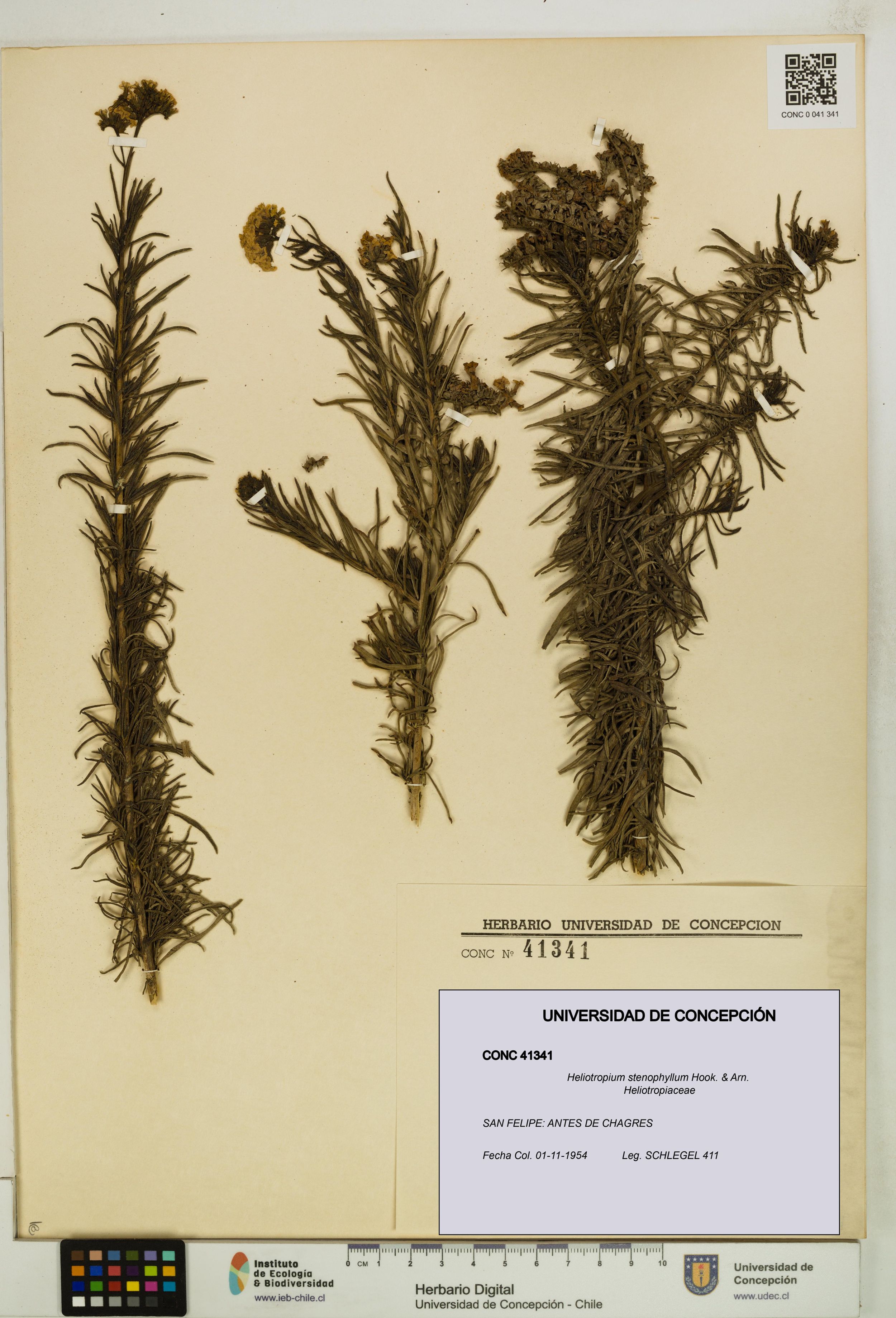 Heliotropium stenophyllum [Espécimen: ]