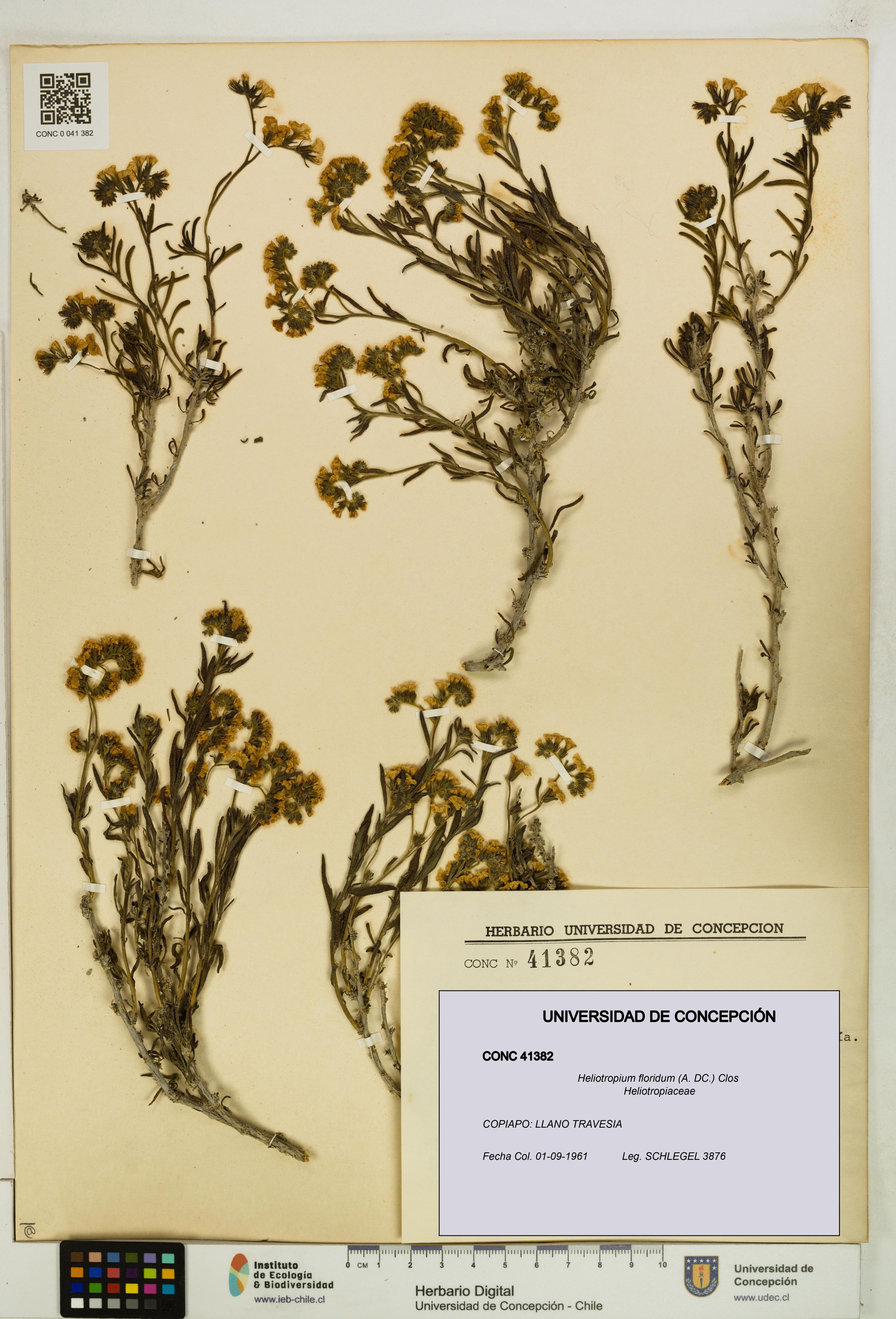 Heliotropium floridum [Espécimen: ]