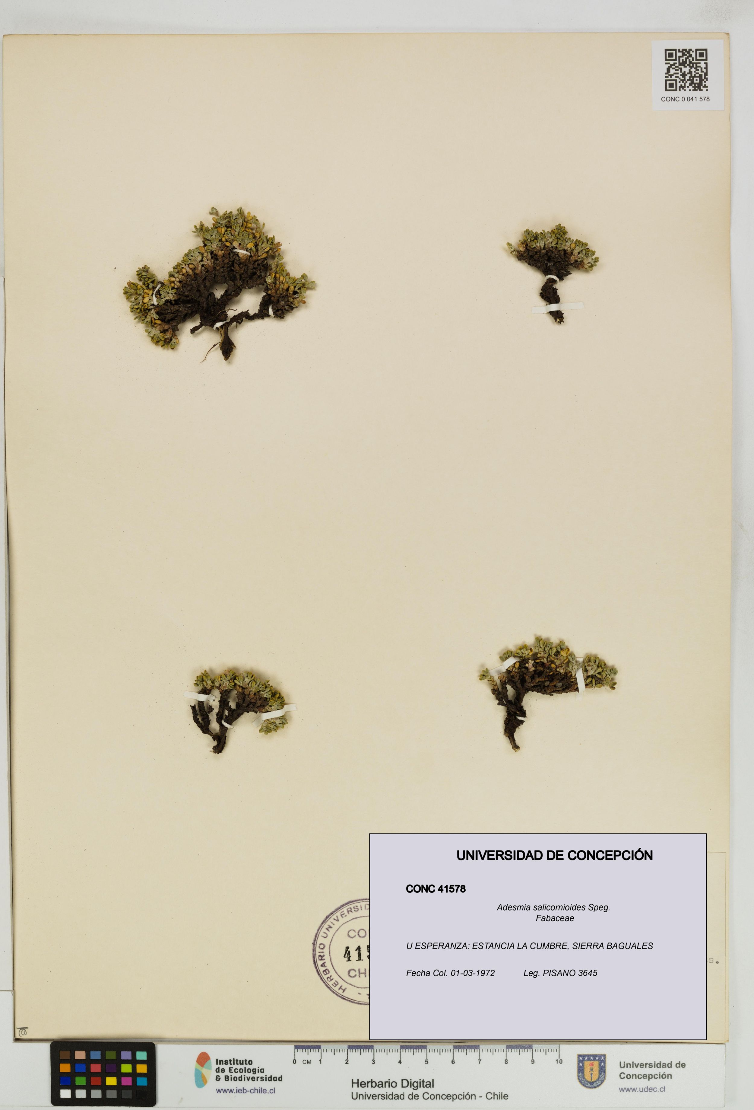 Adesmia salicornioides [Espécimen: ]