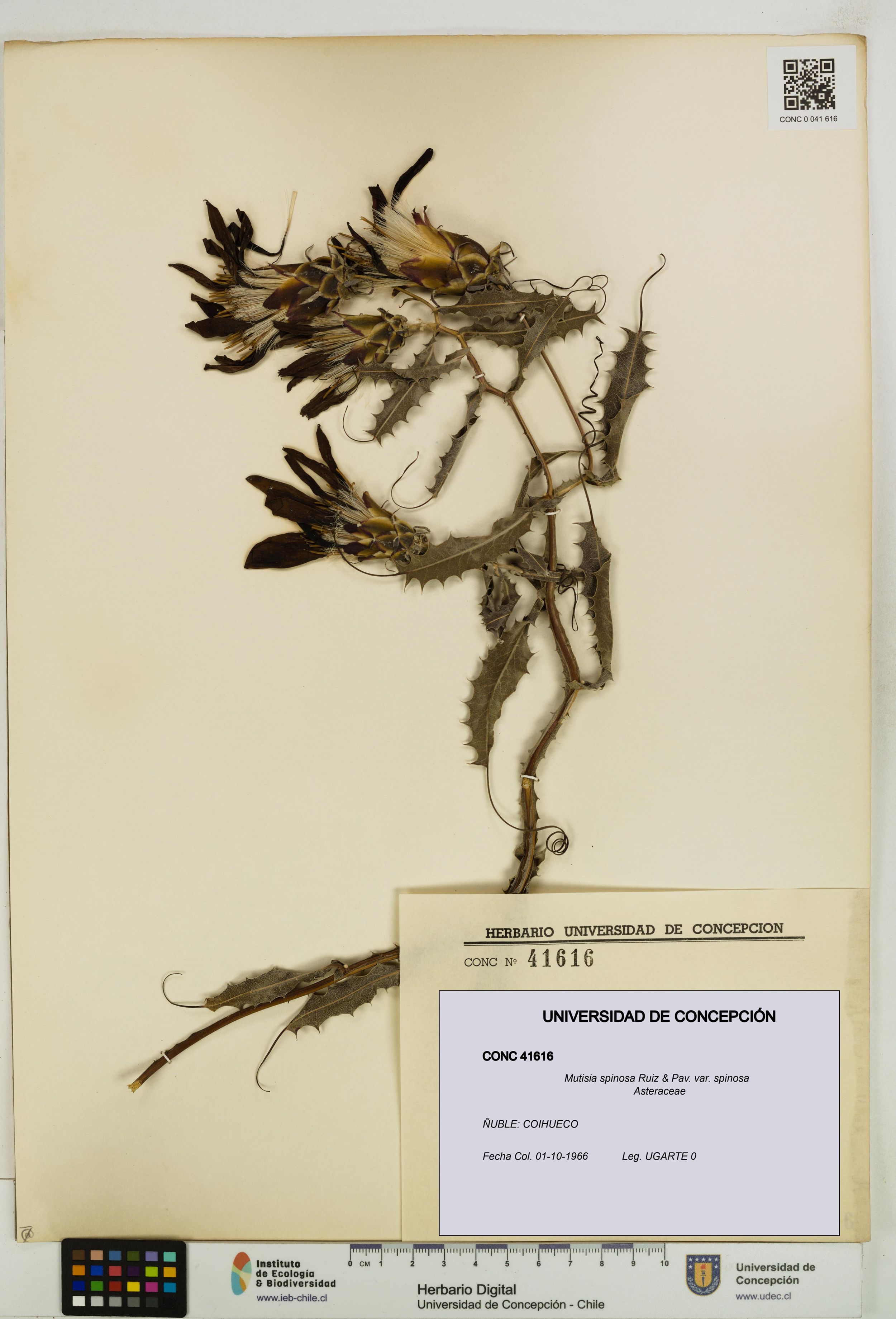 Mutisia spinosa var. spinosa [Espécimen: ]