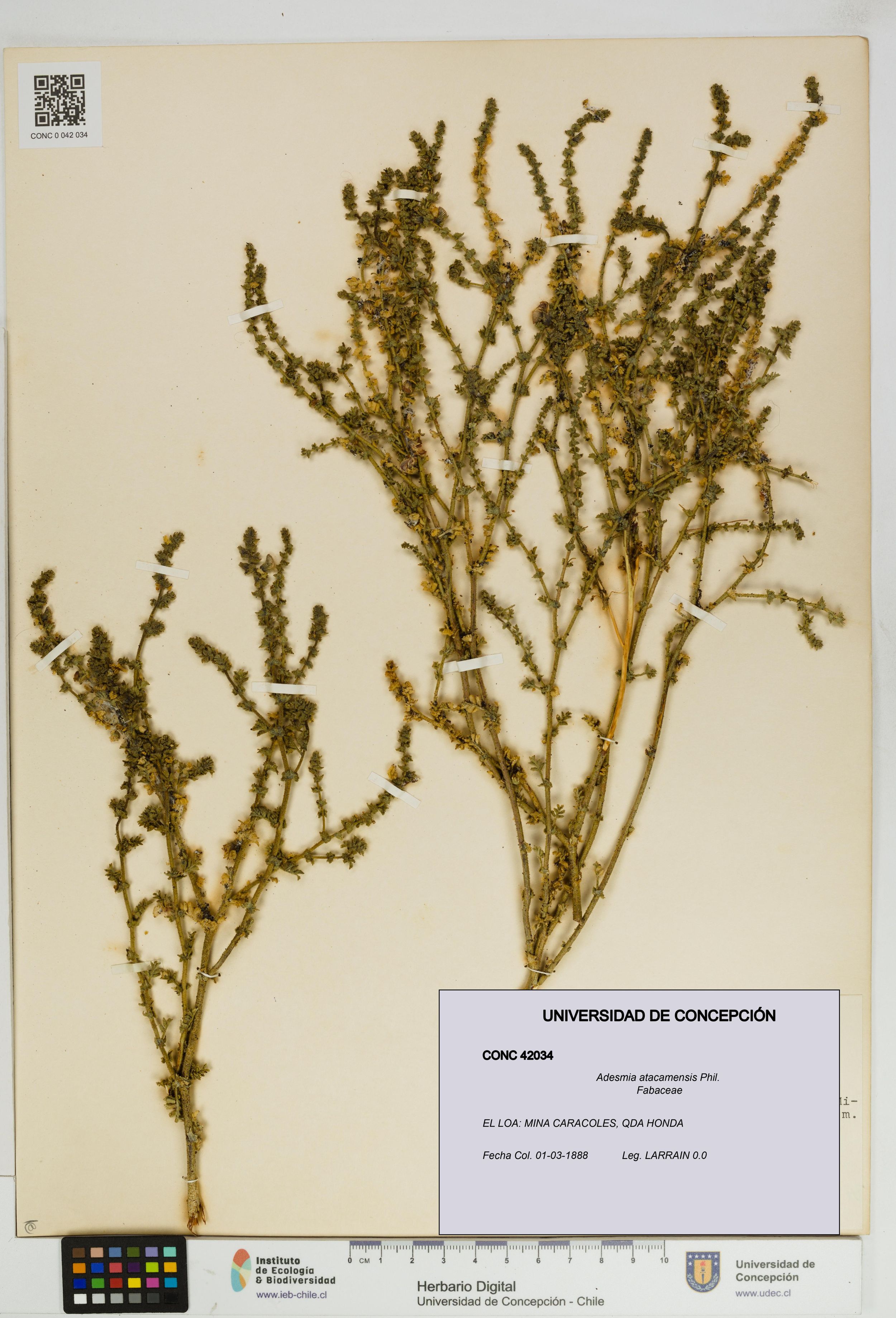 Adesmia atacamensis [Espécimen: ]