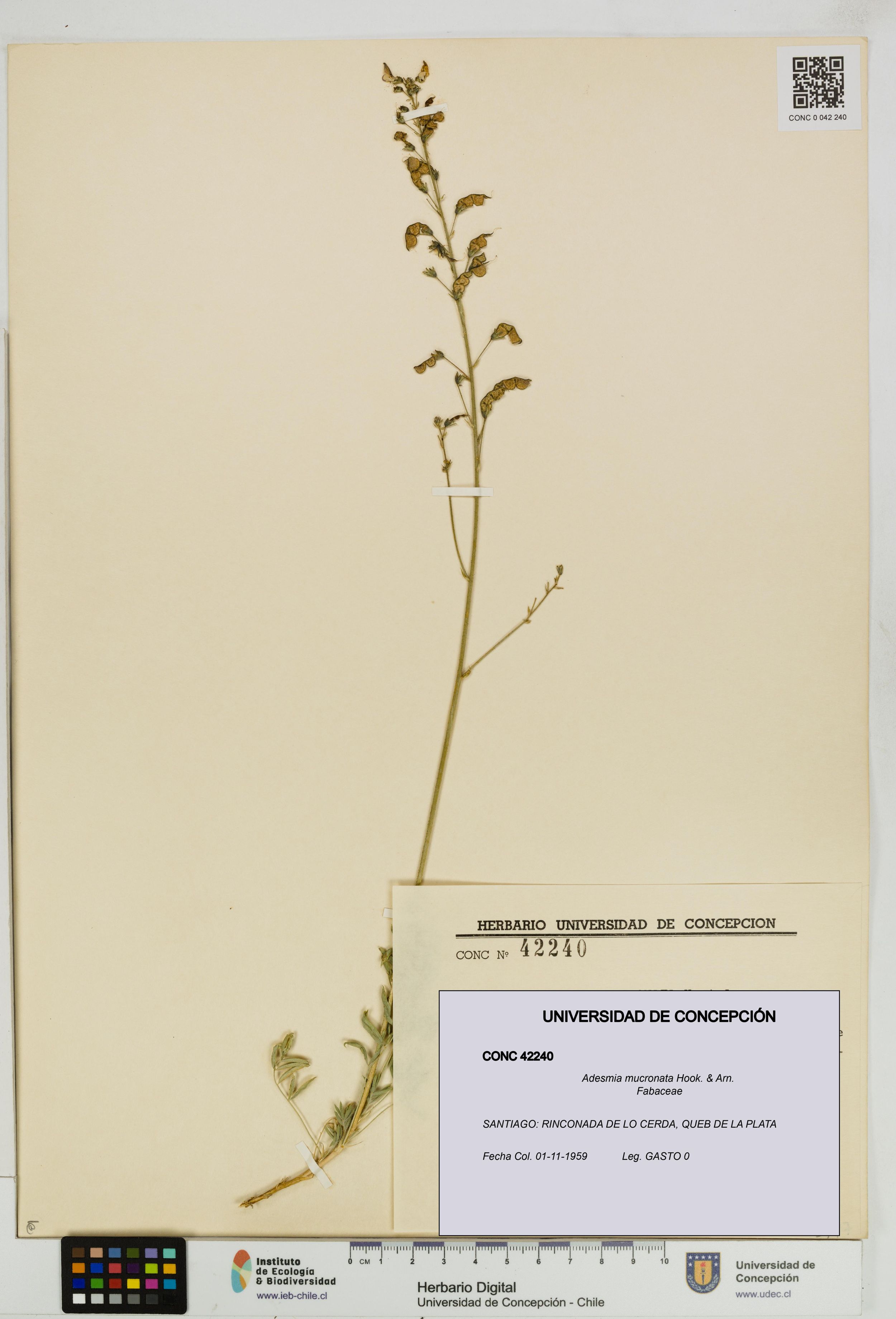 Adesmia mucronata [Espécimen: ]