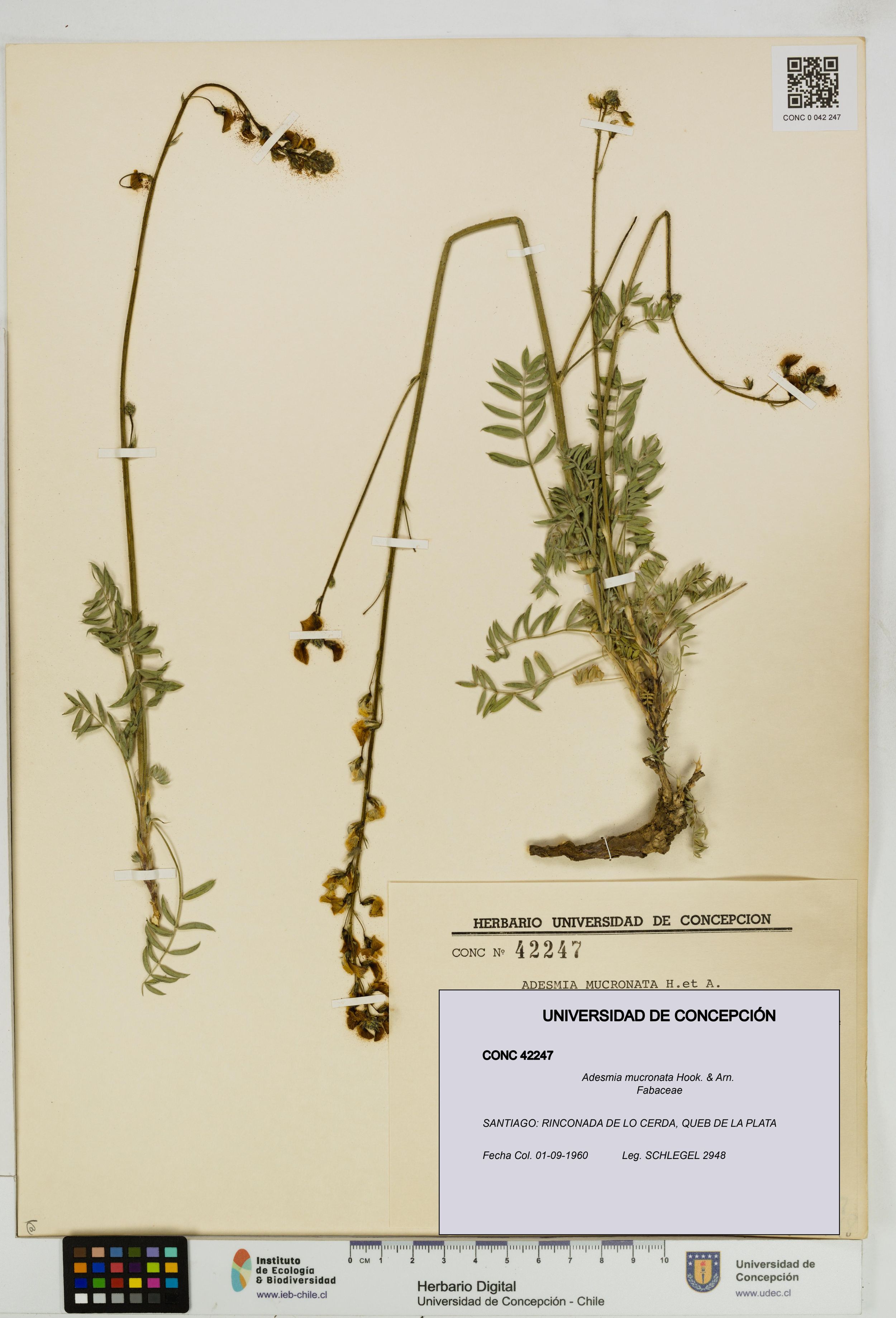 Adesmia mucronata [Espécimen: ]