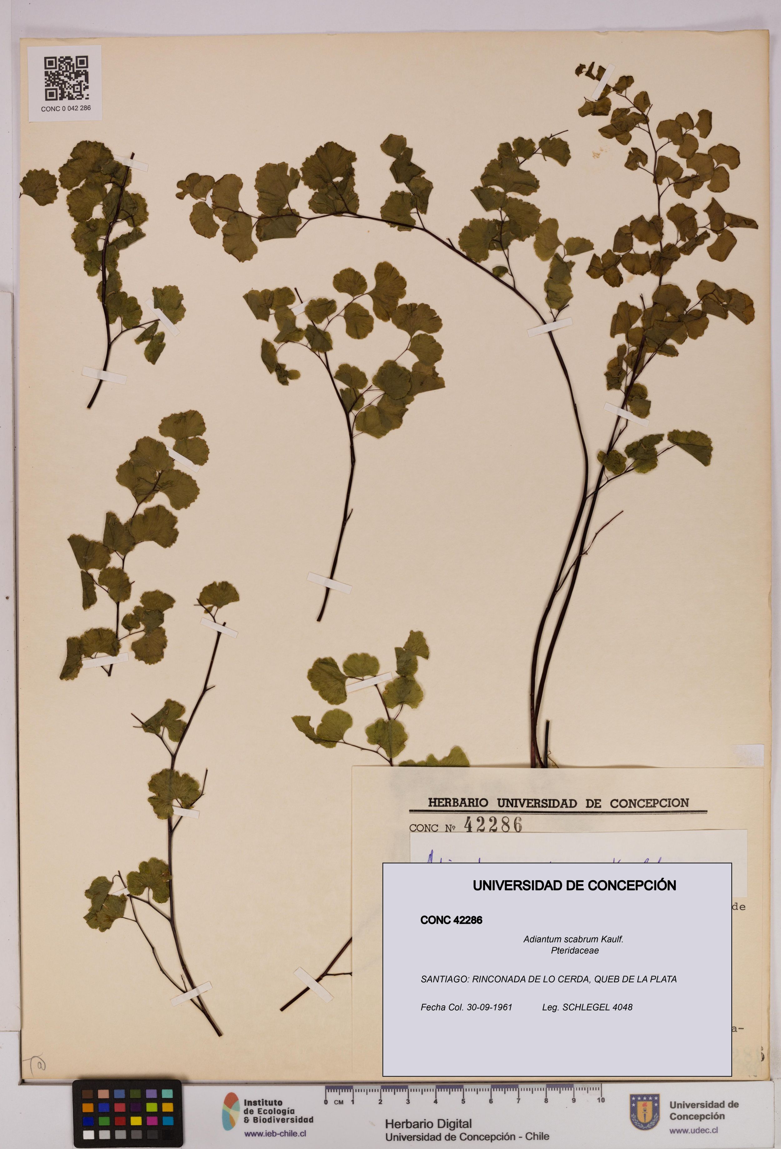 Adiantum scabrum [Espécimen: ]