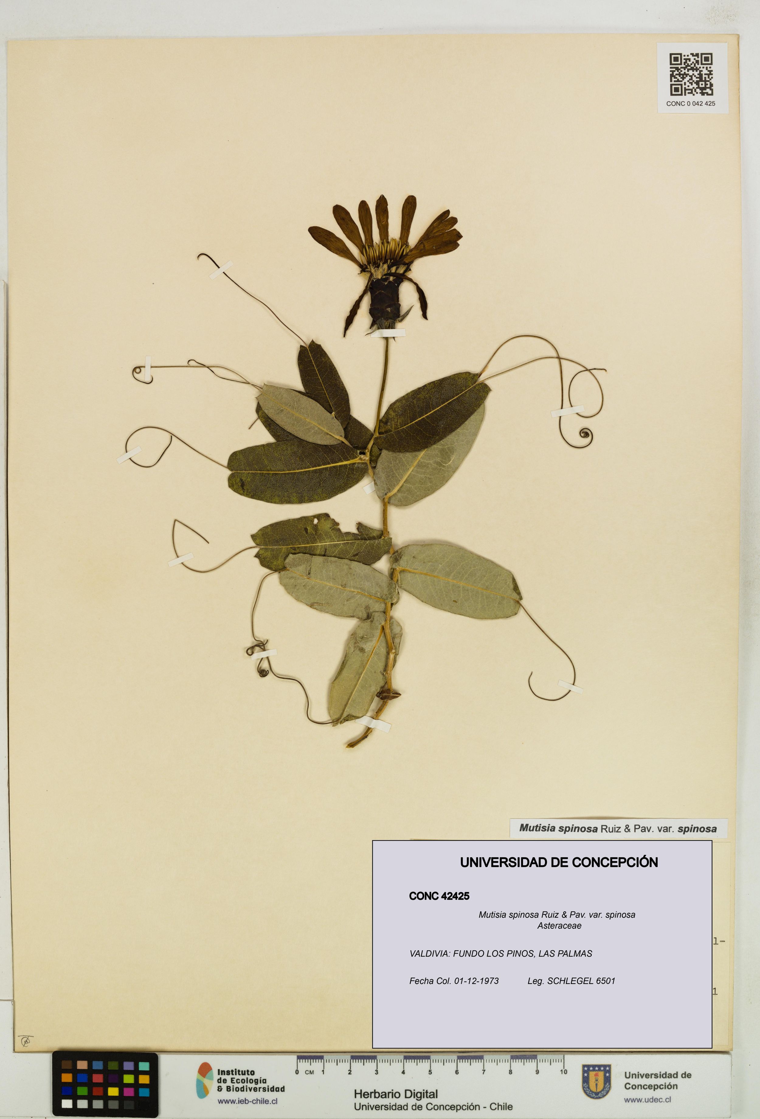 Mutisia spinosa var. spinosa [Espécimen: ]