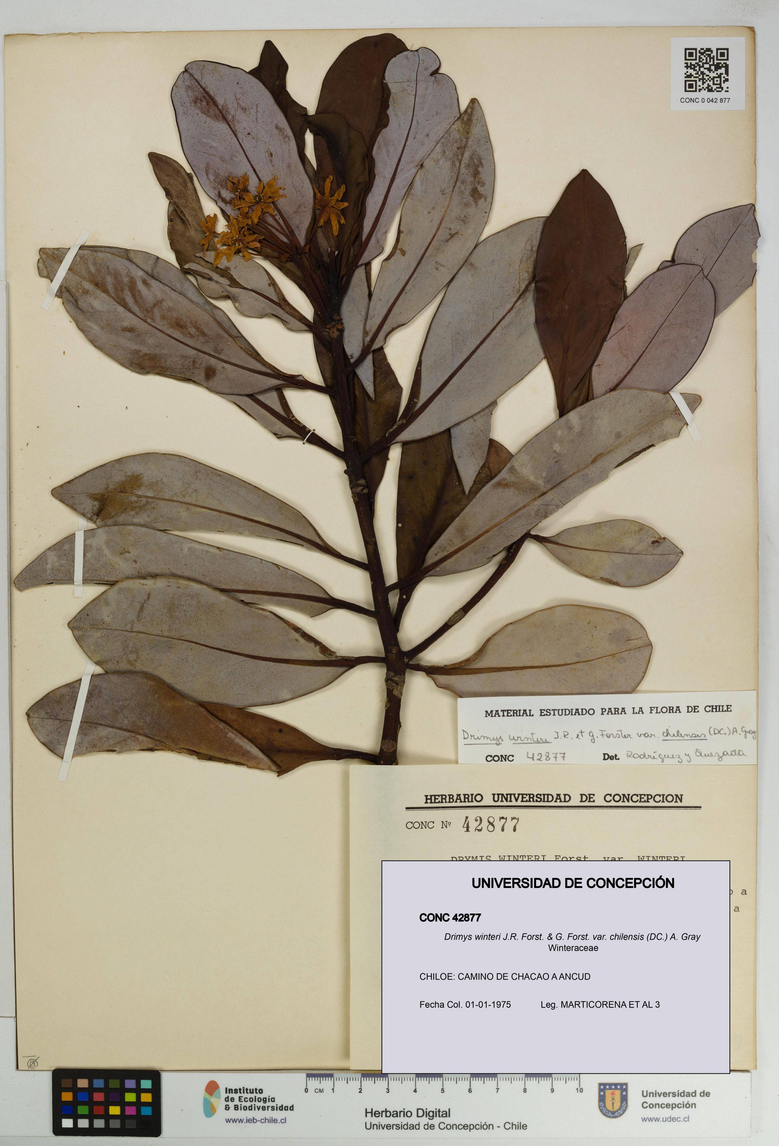 Drimys winteri var. chilensis [Espécimen: ]