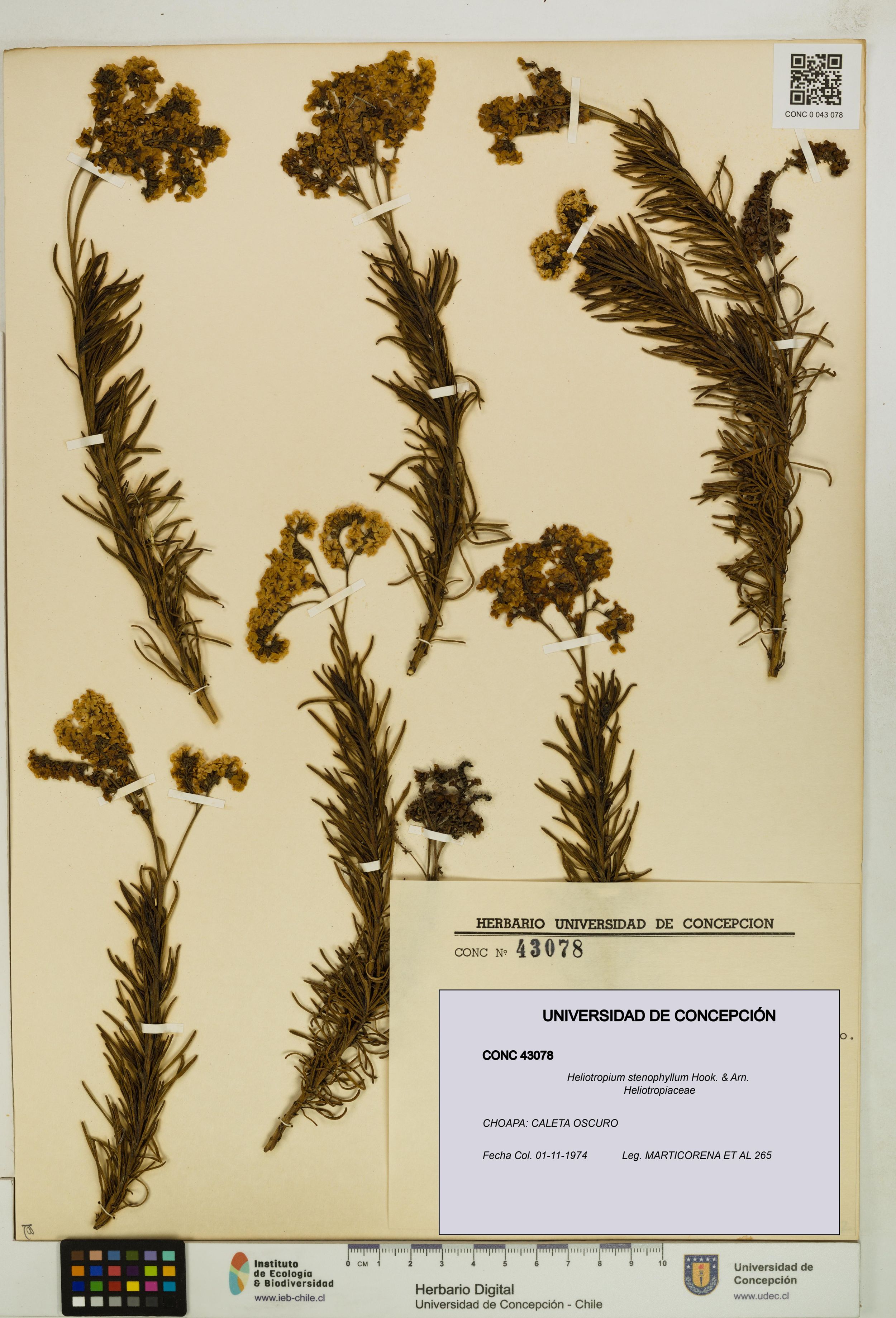 Heliotropium stenophyllum [Espécimen: ]