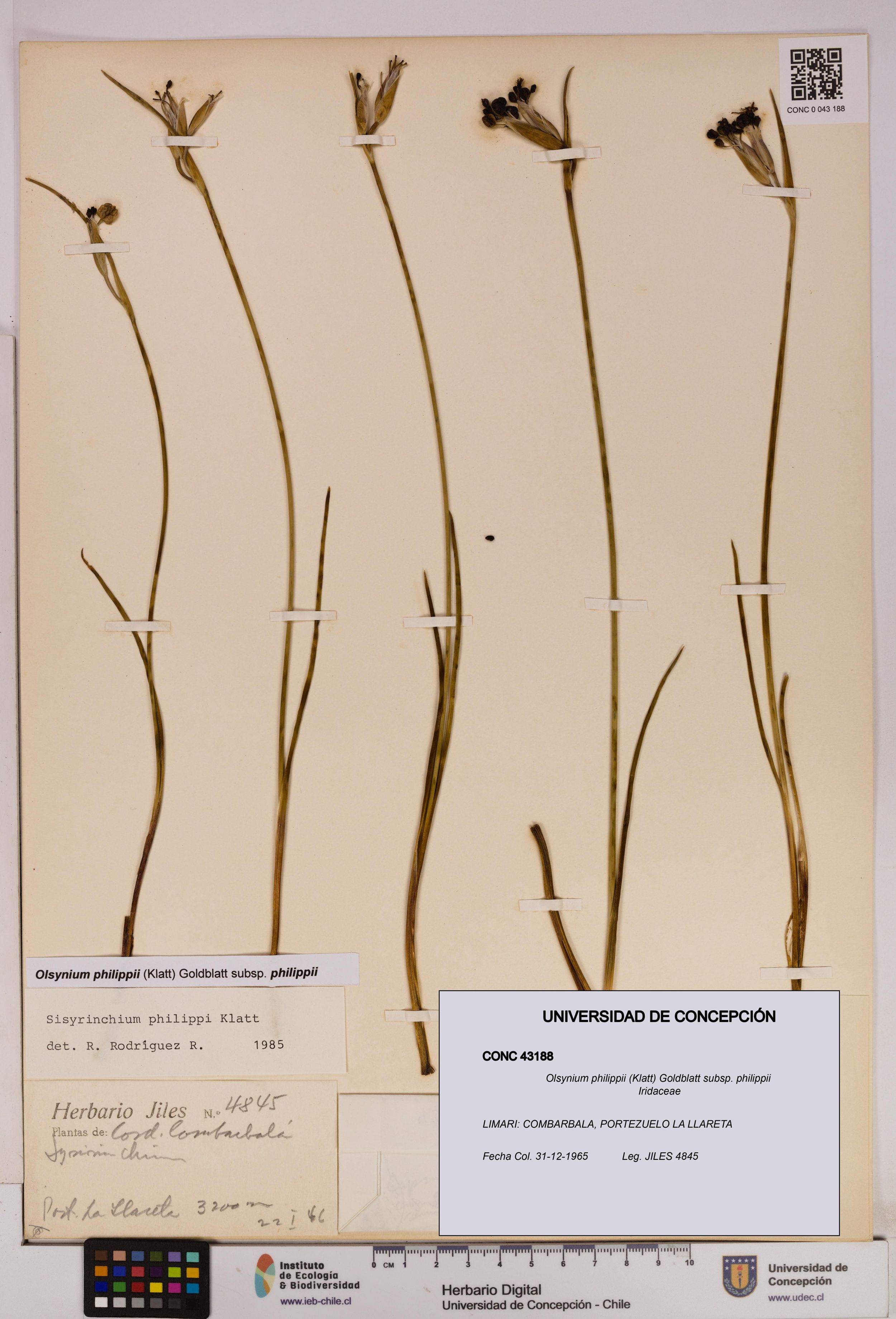 Olsynium philippii subsp. philippii [Espécimen: ]