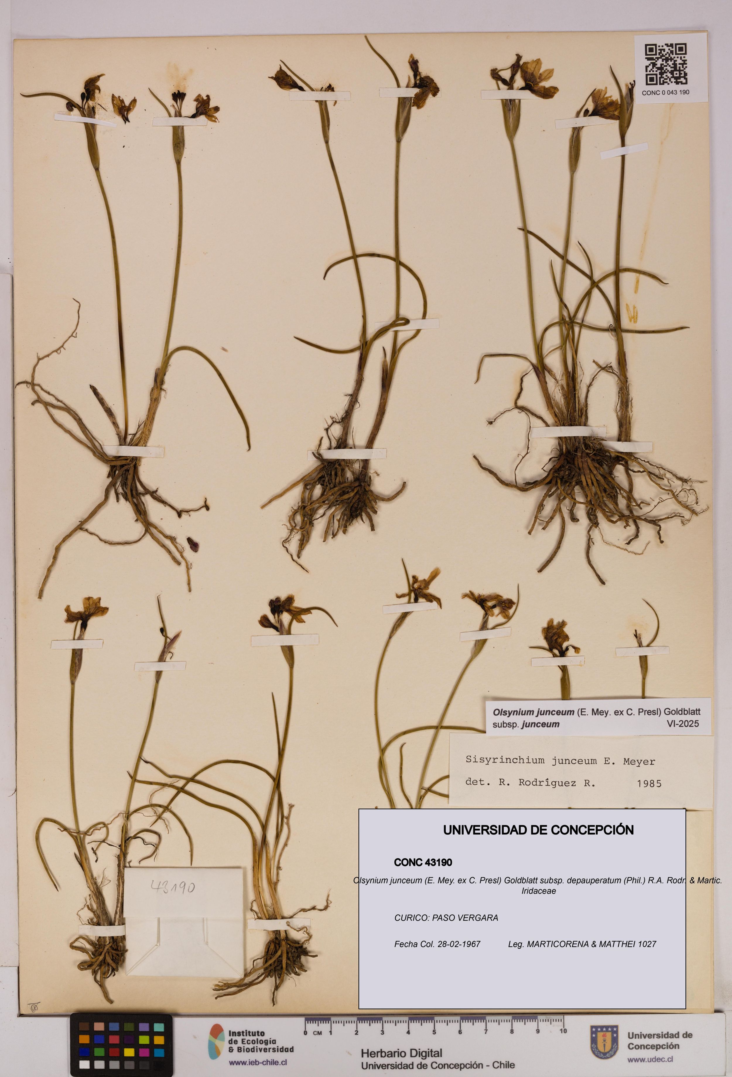 Olsynium junceum subsp. depauperatum [Espécimen: ]