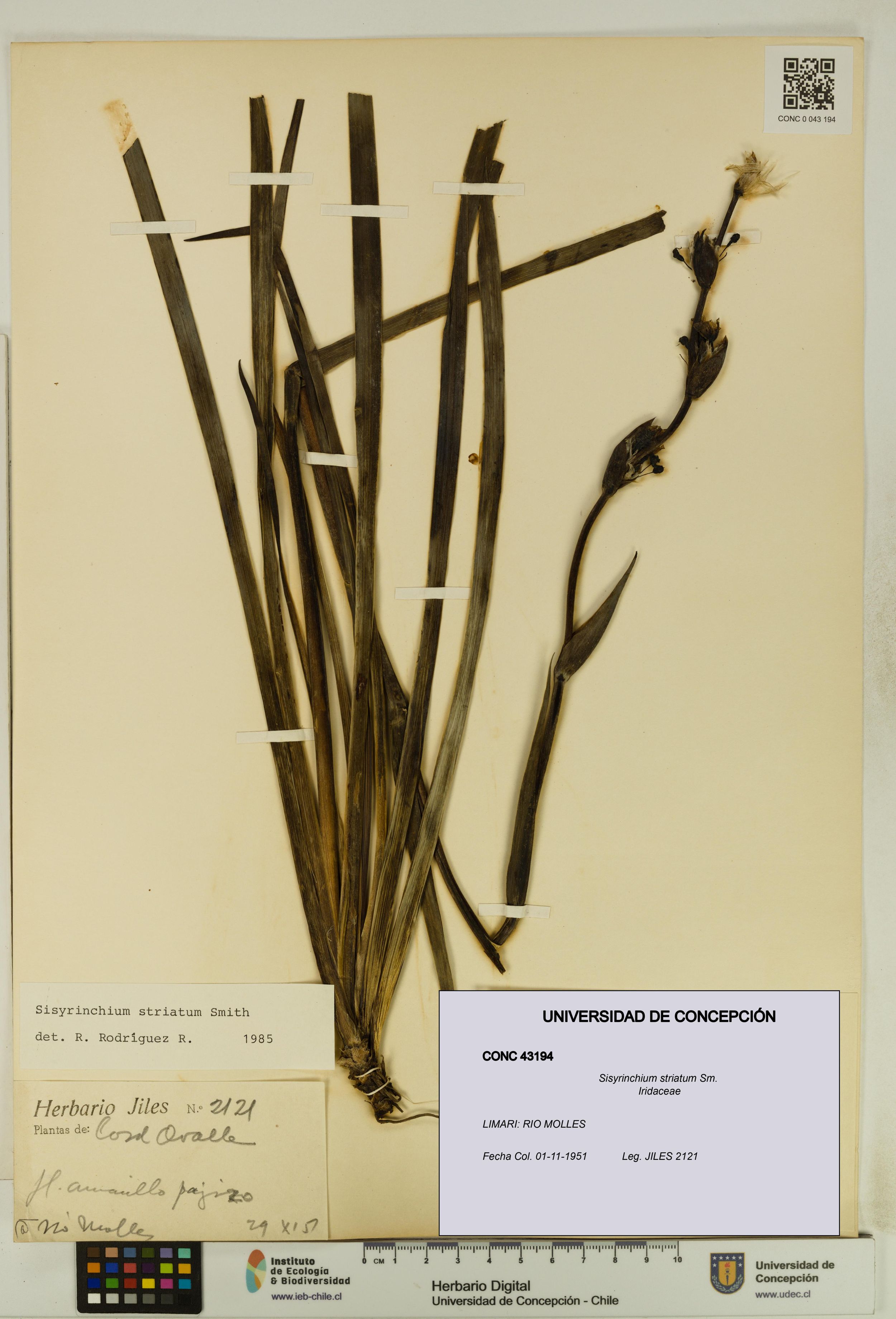 Sisyrinchium striatum [Espécimen: ]