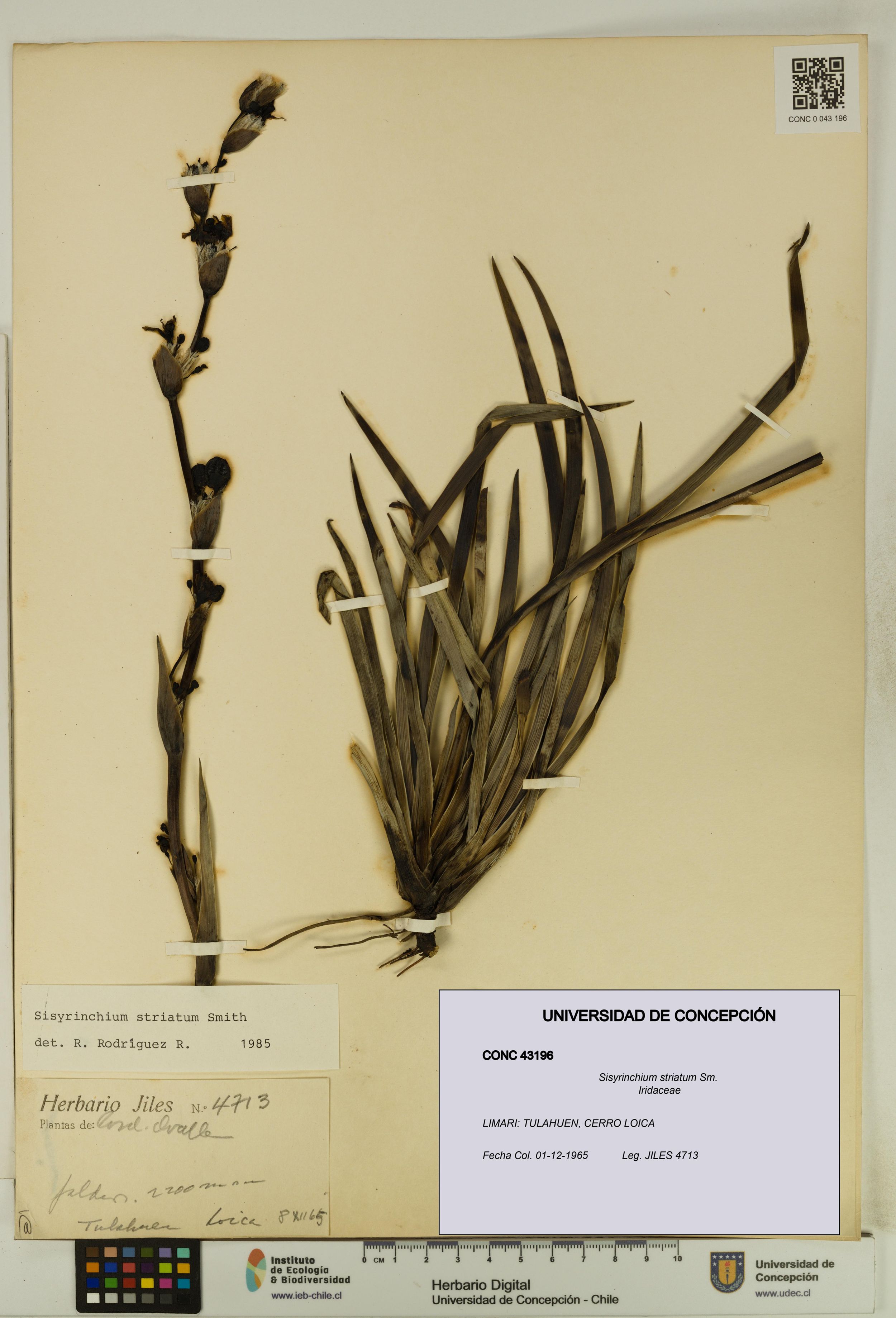 Sisyrinchium striatum [Espécimen: ]