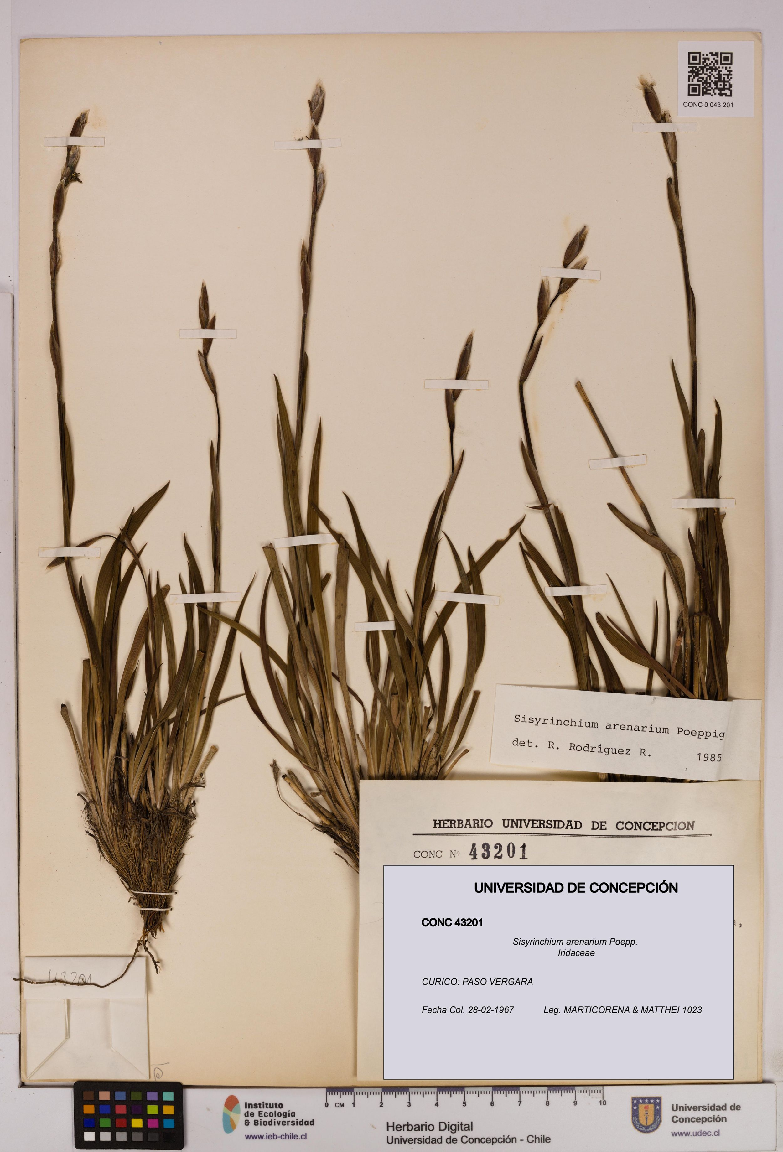 Sisyrinchium arenarium [Espécimen: ]