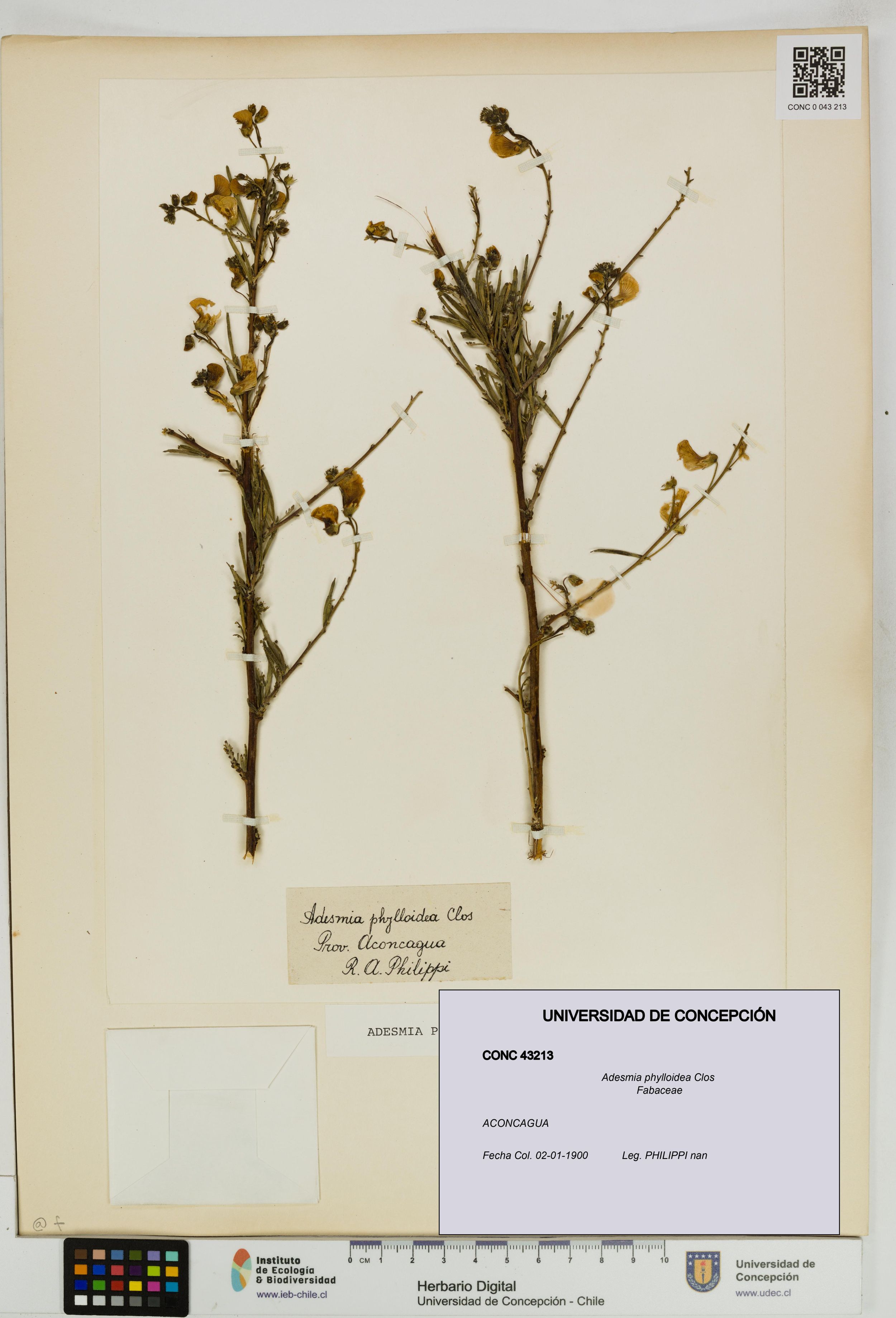 Adesmia phylloidea [Espécimen: ]