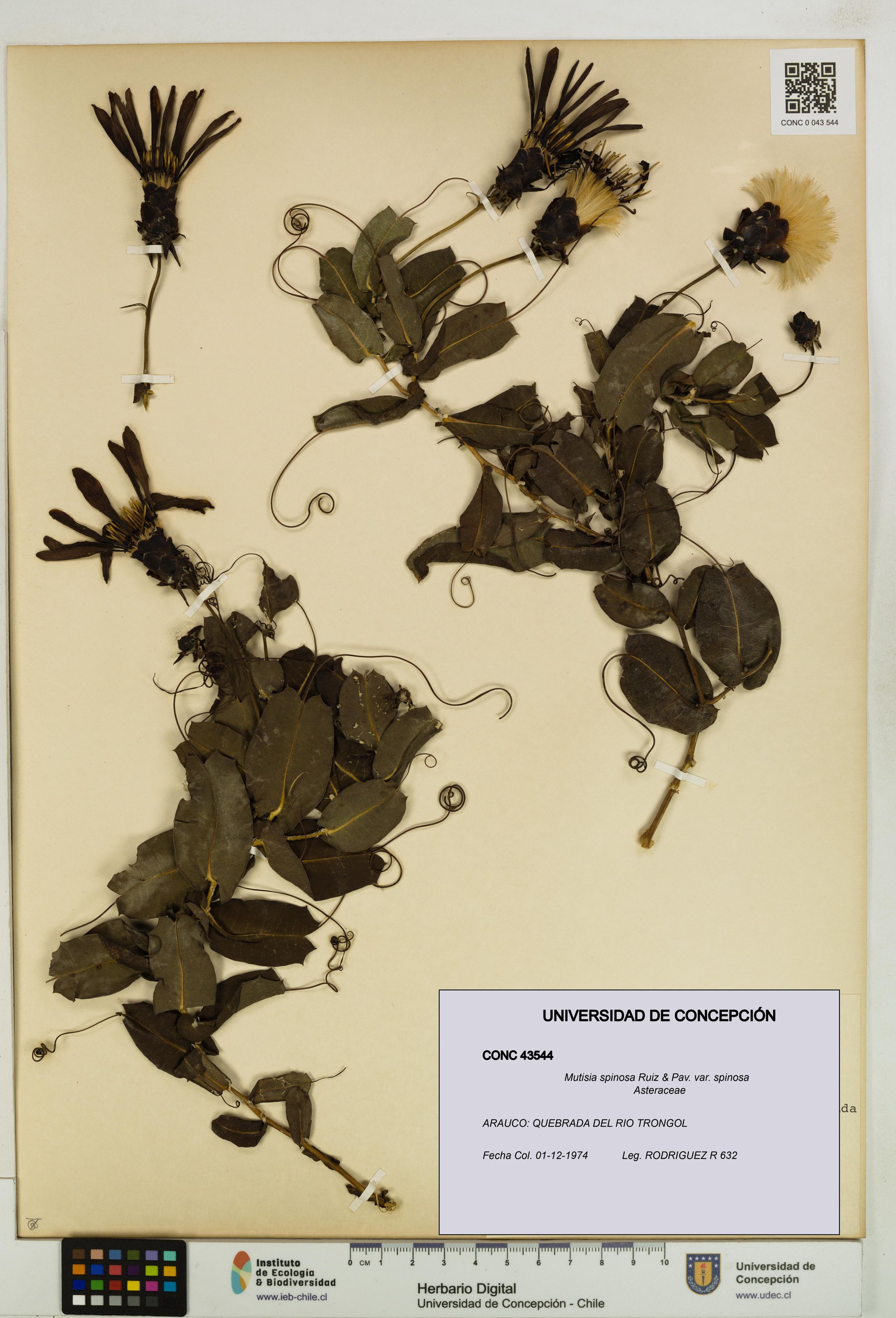 Mutisia spinosa var. spinosa [Espécimen: ]