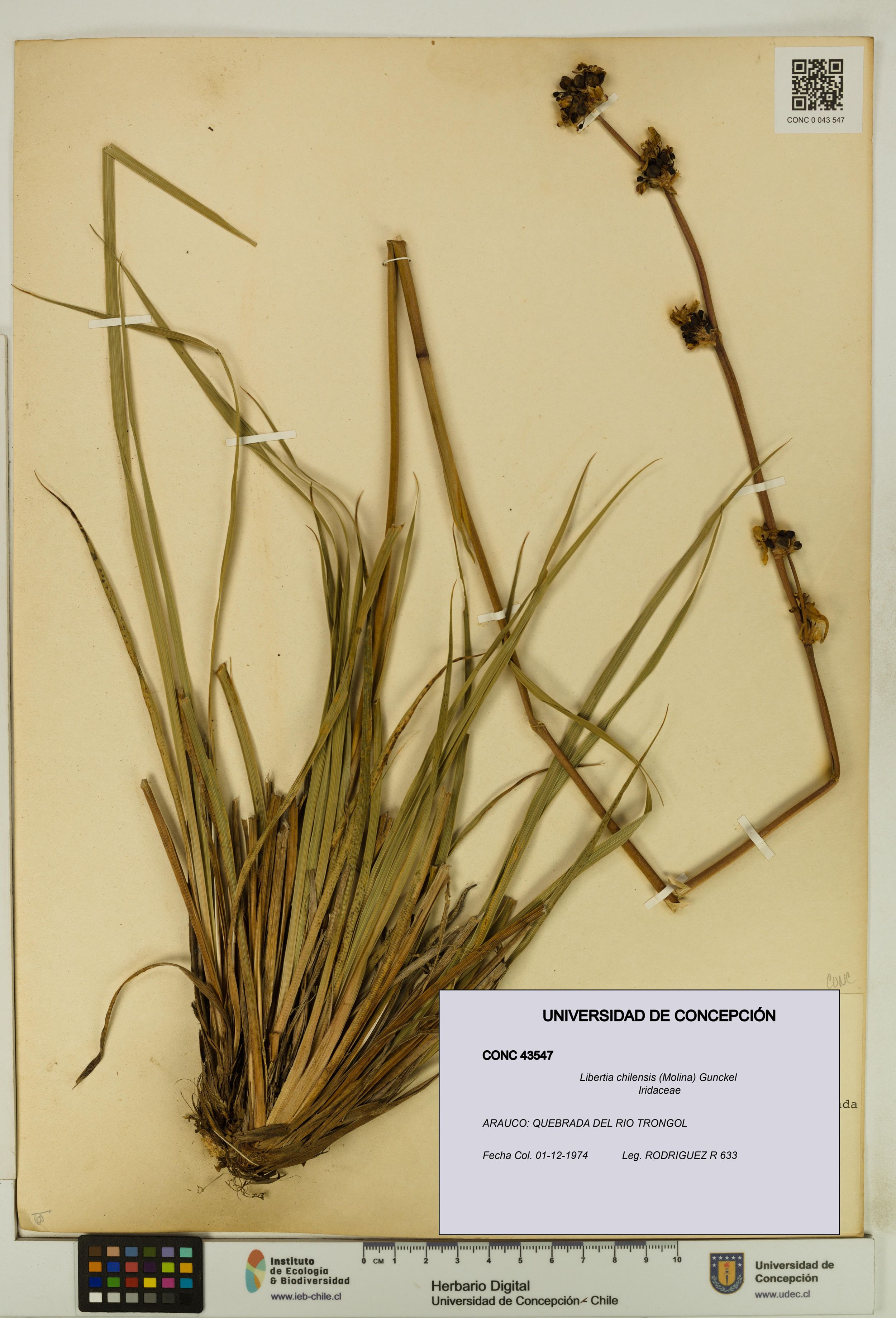 Libertia chilensis [Espécimen: ]