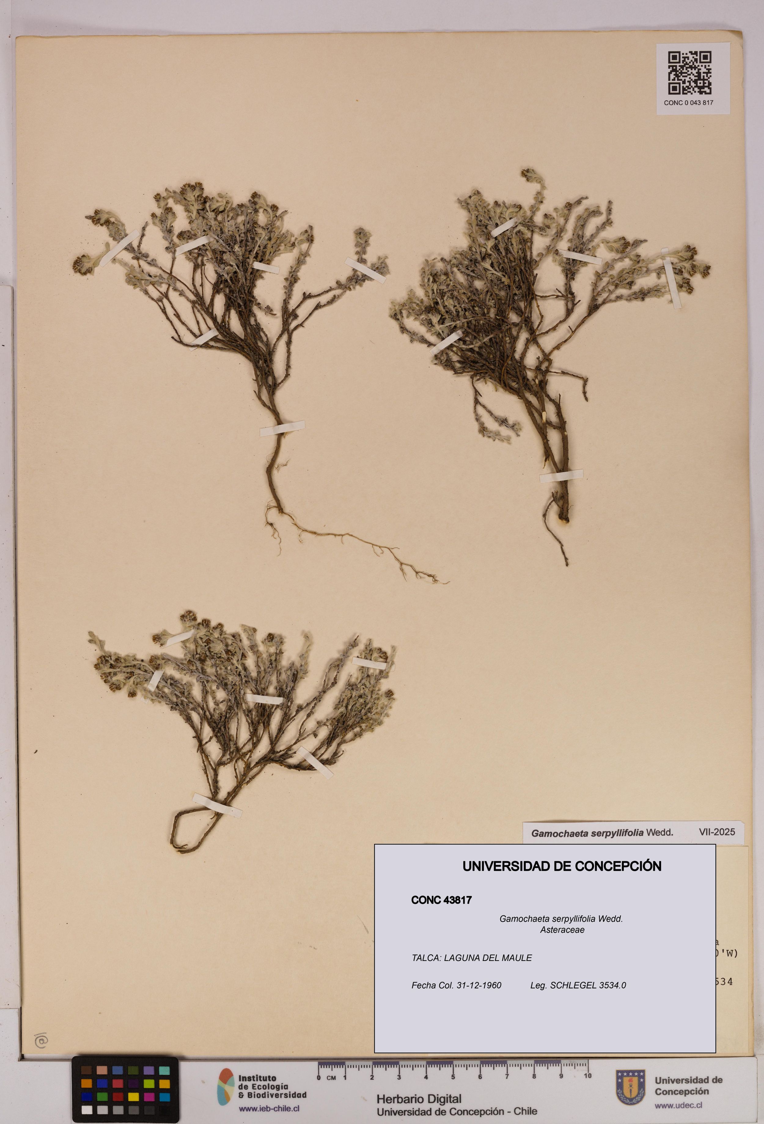 Gamochaeta serpyllifolia [Espécimen: ]