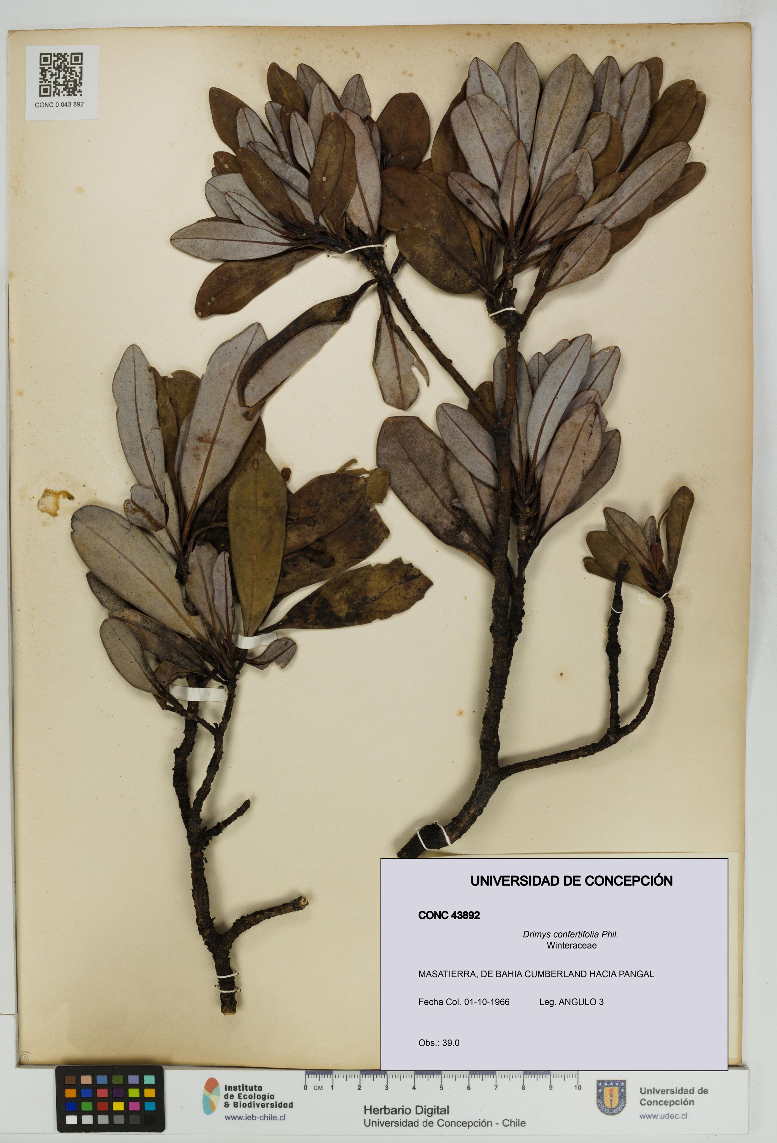 Drimys confertifolia [Espécimen: ]