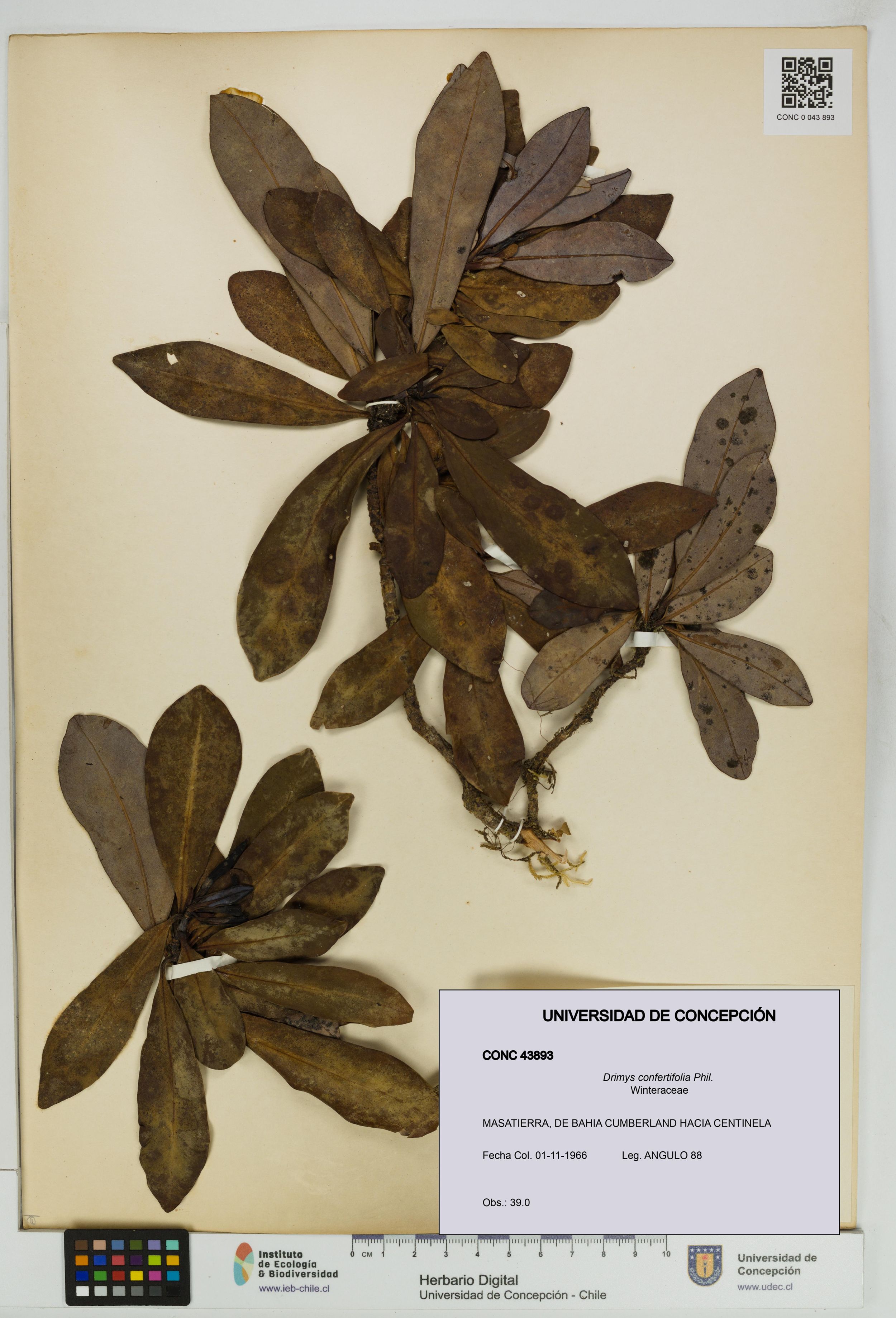 Drimys confertifolia [Espécimen: ]