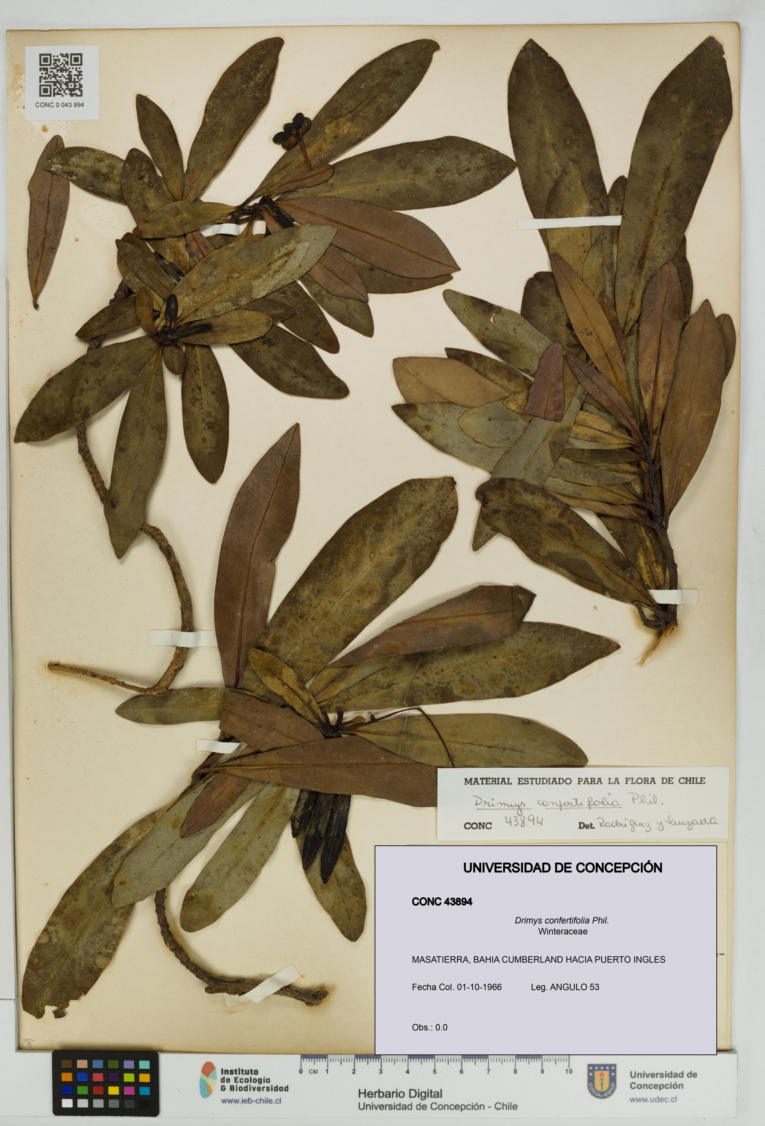 Drimys confertifolia [Espécimen: ]