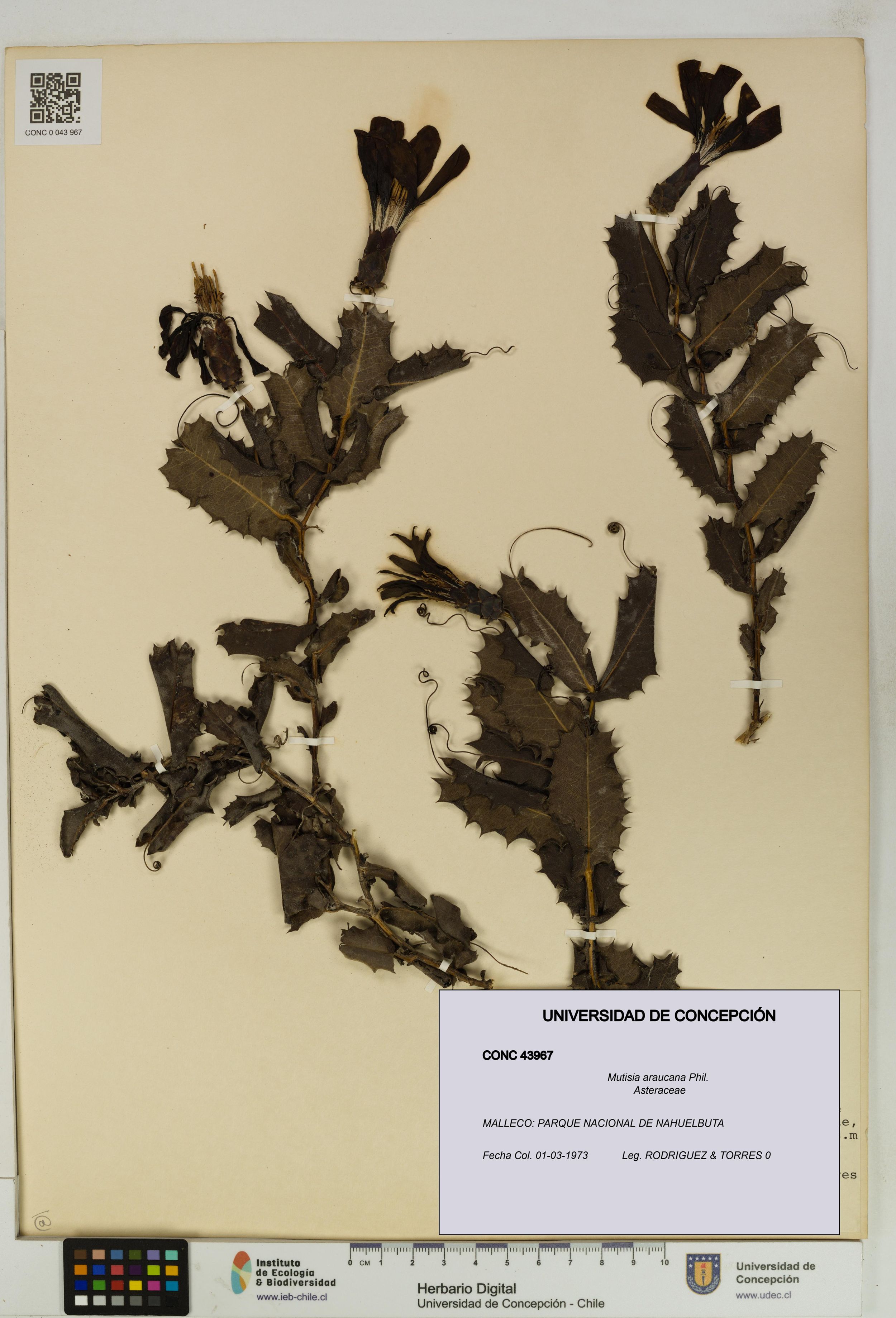 Mutisia araucana [Espécimen: ]