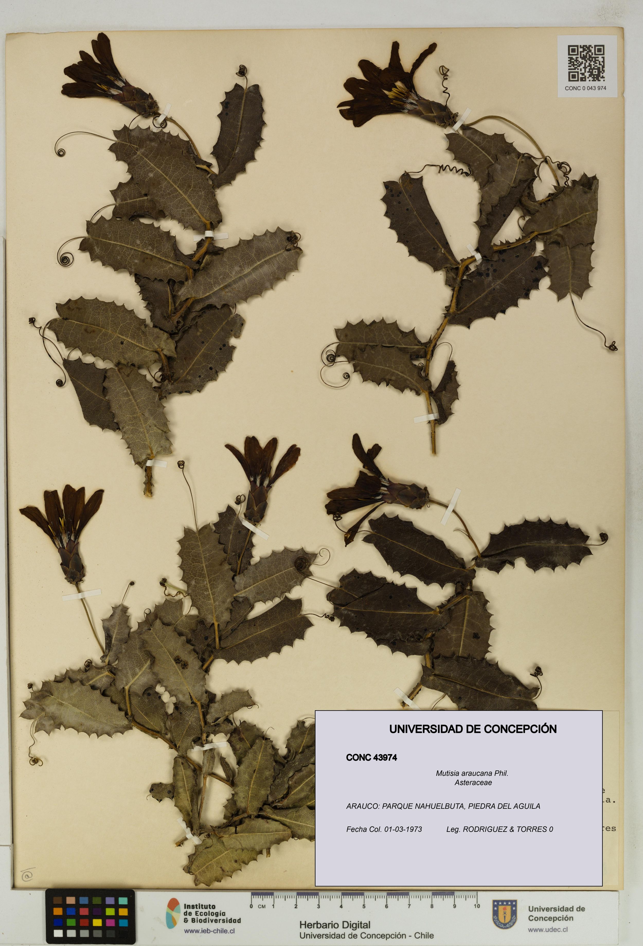 Mutisia araucana [Espécimen: ]