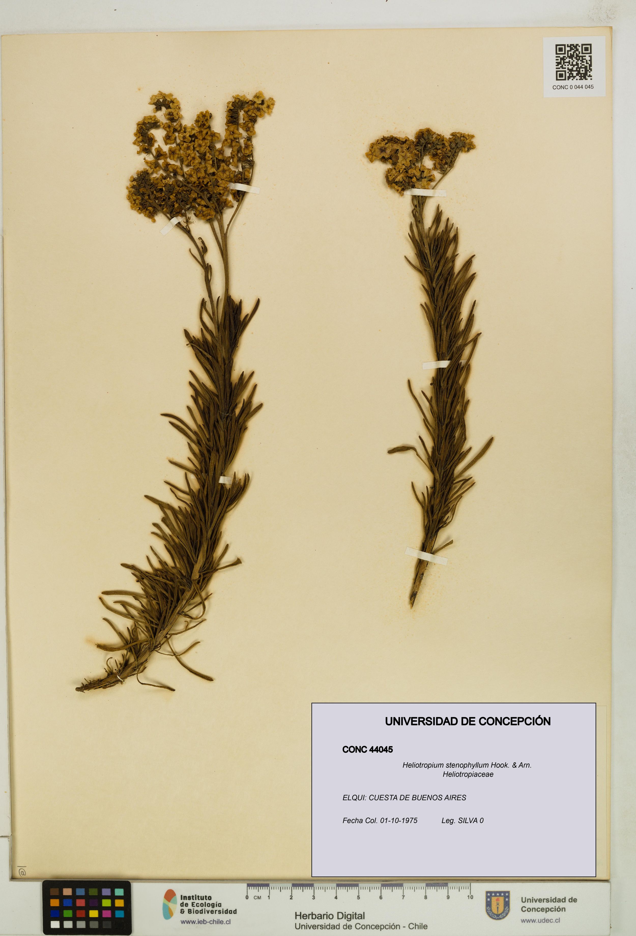 Heliotropium stenophyllum [Espécimen: ]