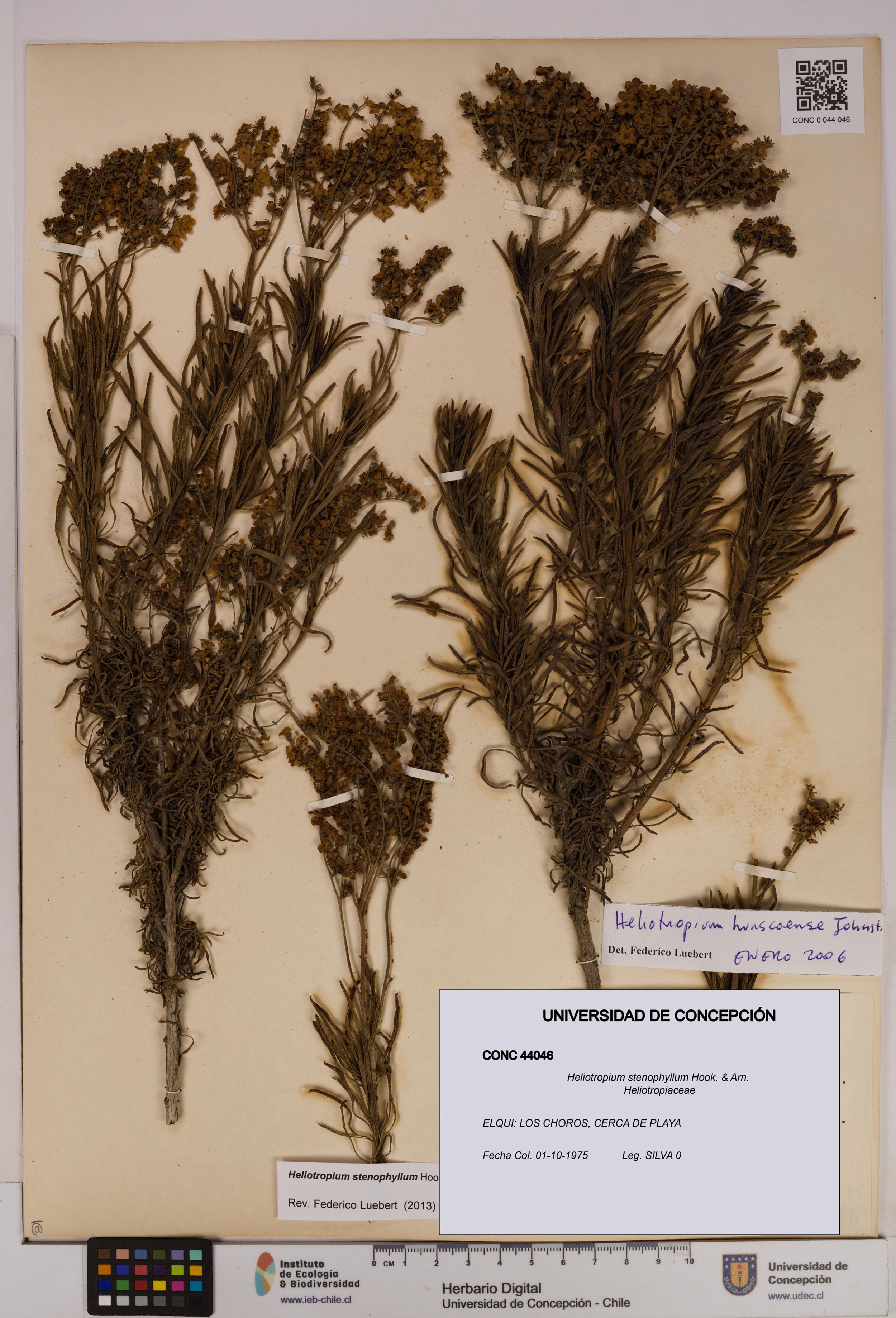 Heliotropium stenophyllum [Espécimen: ]