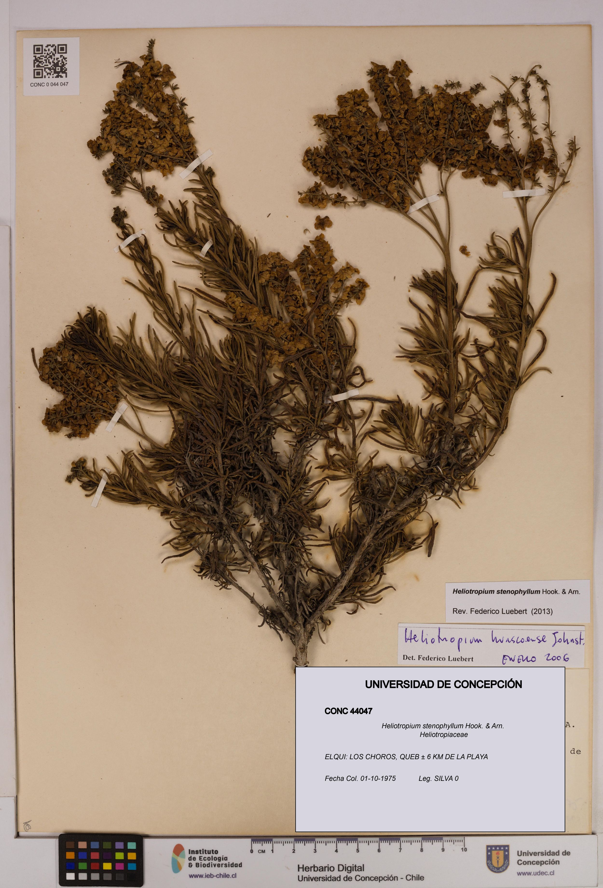 Heliotropium stenophyllum [Espécimen: ]