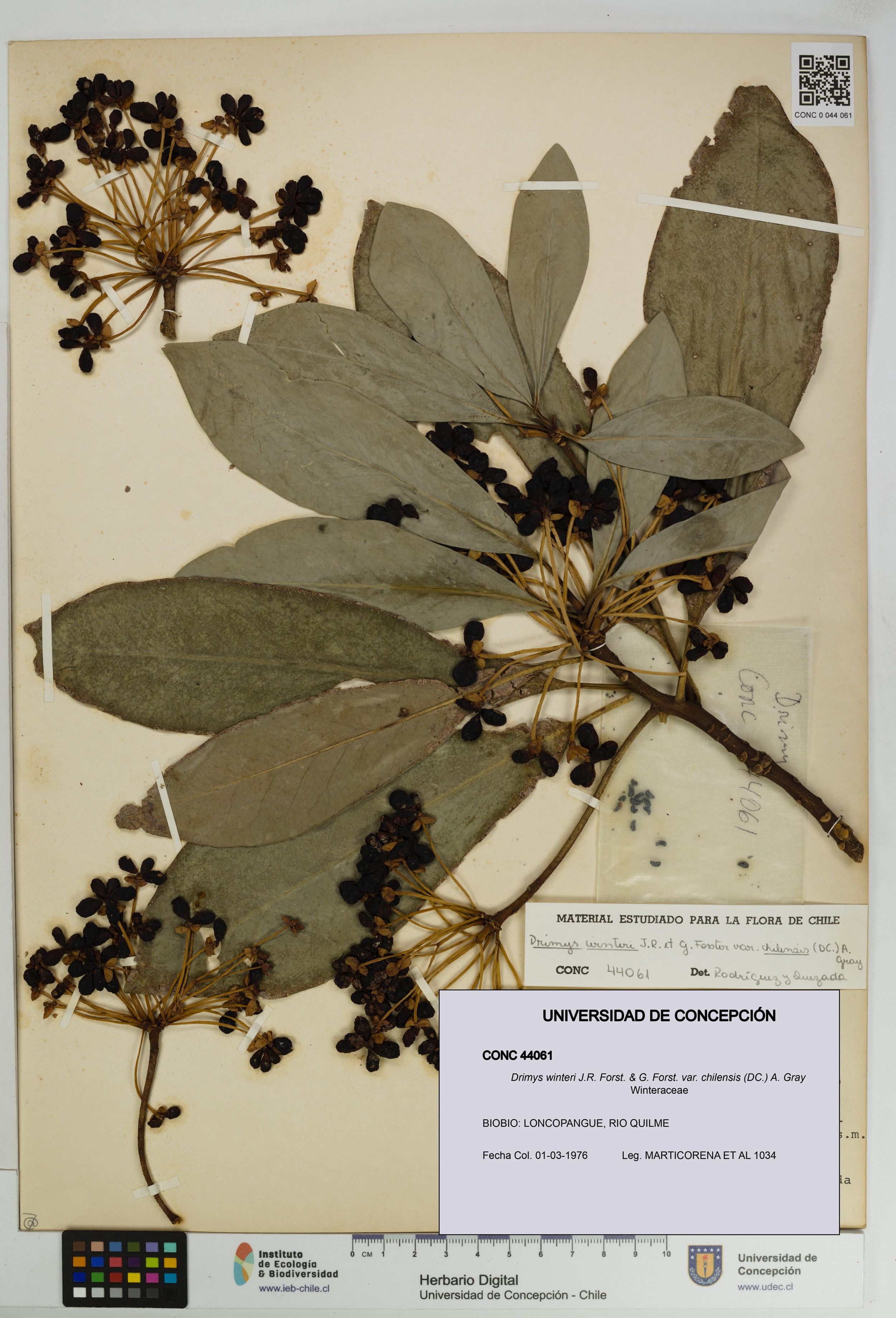 Drimys winteri var. chilensis [Espécimen: ]