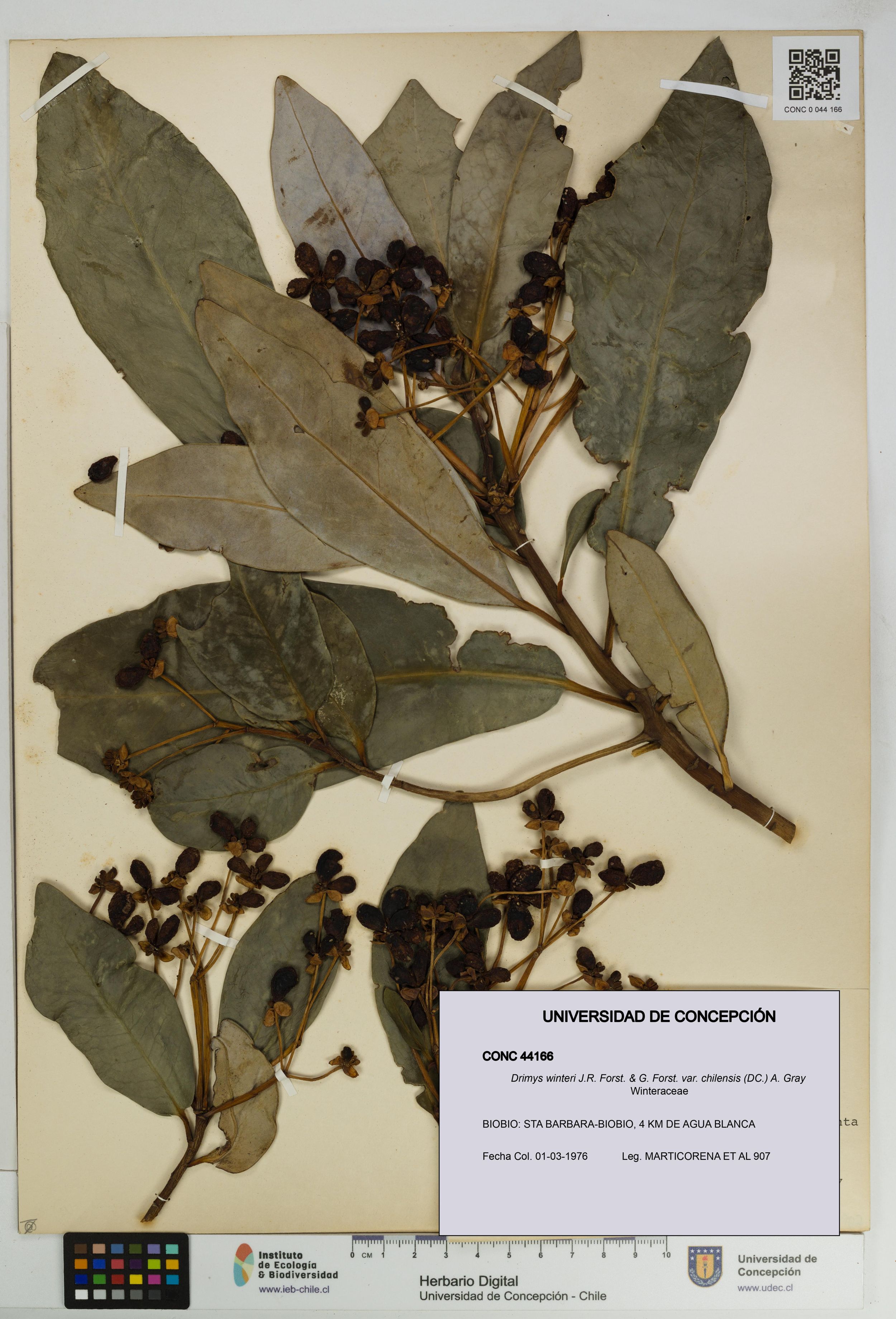 Drimys winteri var. chilensis [Espécimen: ]