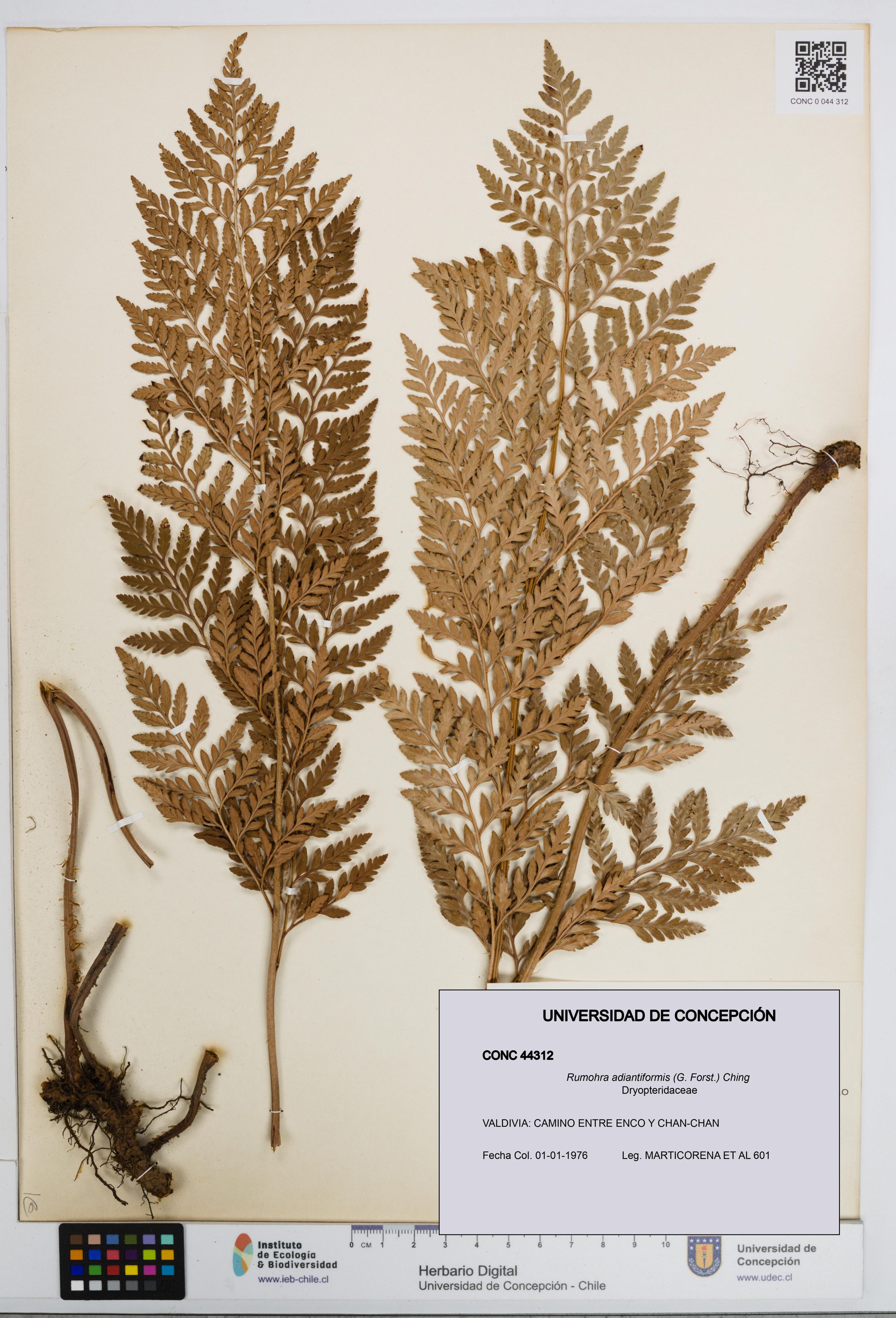 Rumohra adiantiformis [Espécimen: ]
