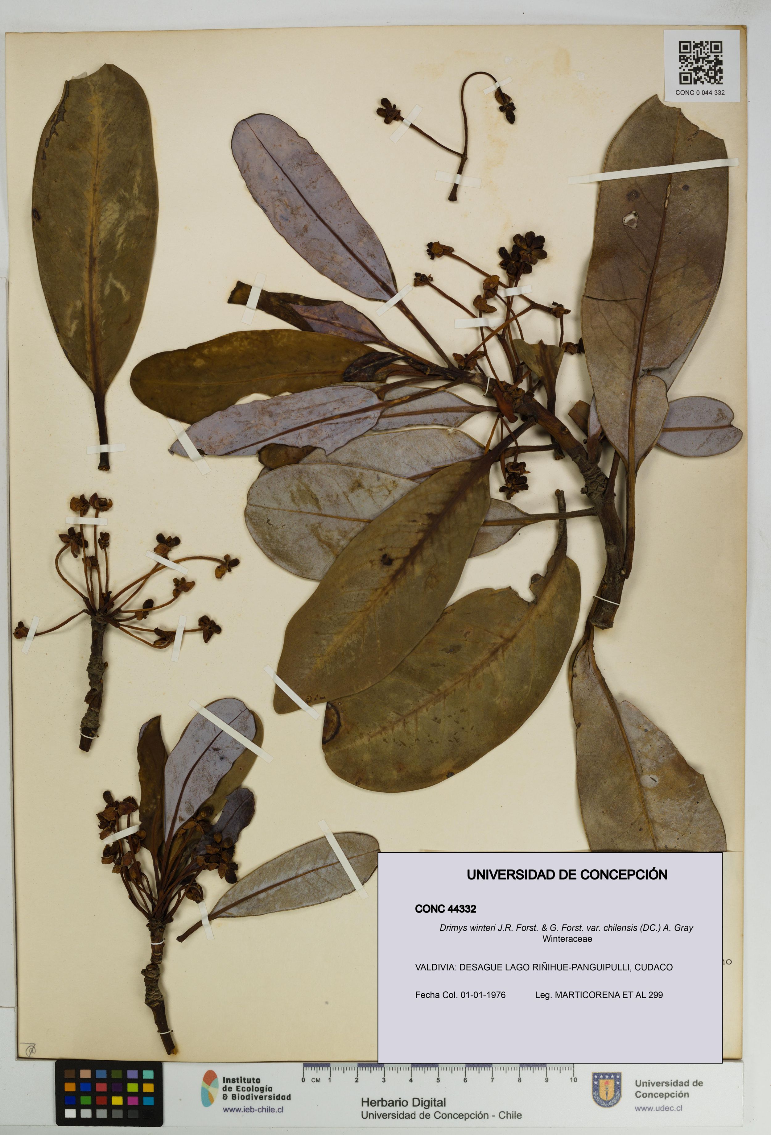 Drimys winteri var. chilensis [Espécimen: ]