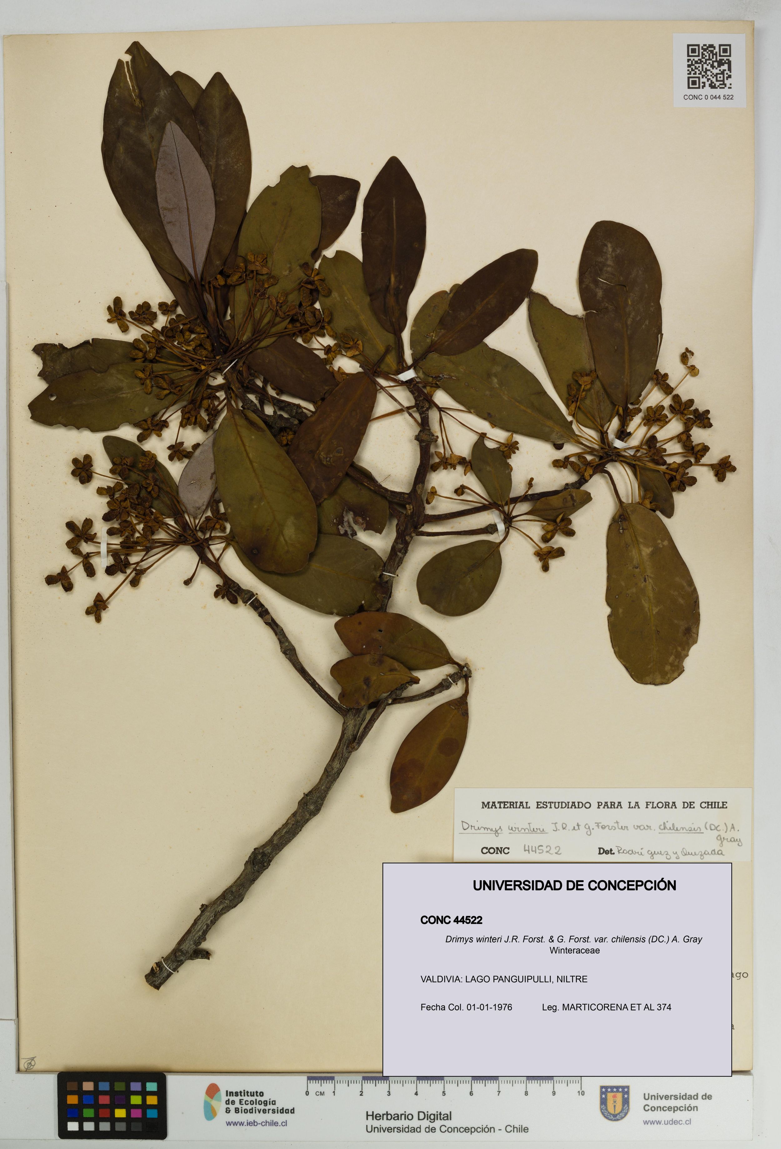 Drimys winteri var. chilensis [Espécimen: ]