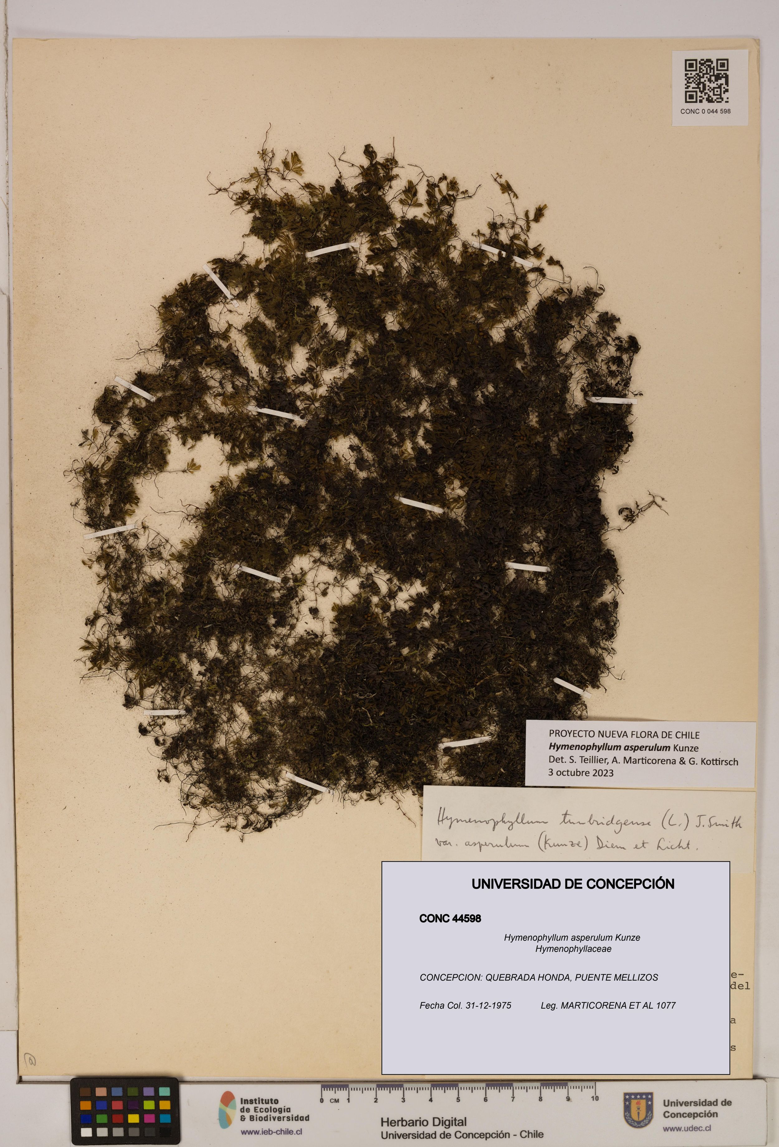 Hymenophyllum asperulum [Espécimen: ]