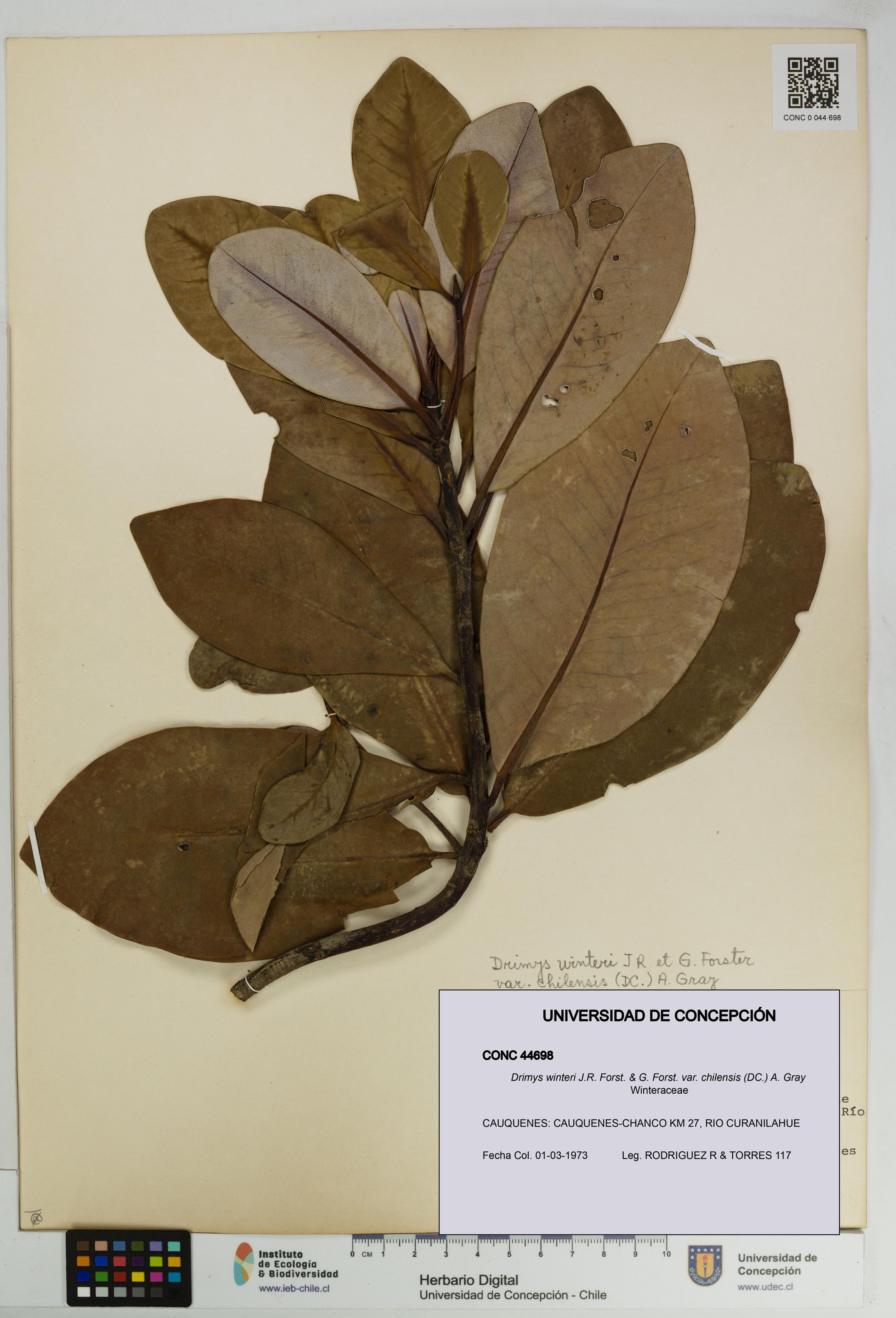 Drimys winteri var. chilensis [Espécimen: ]
