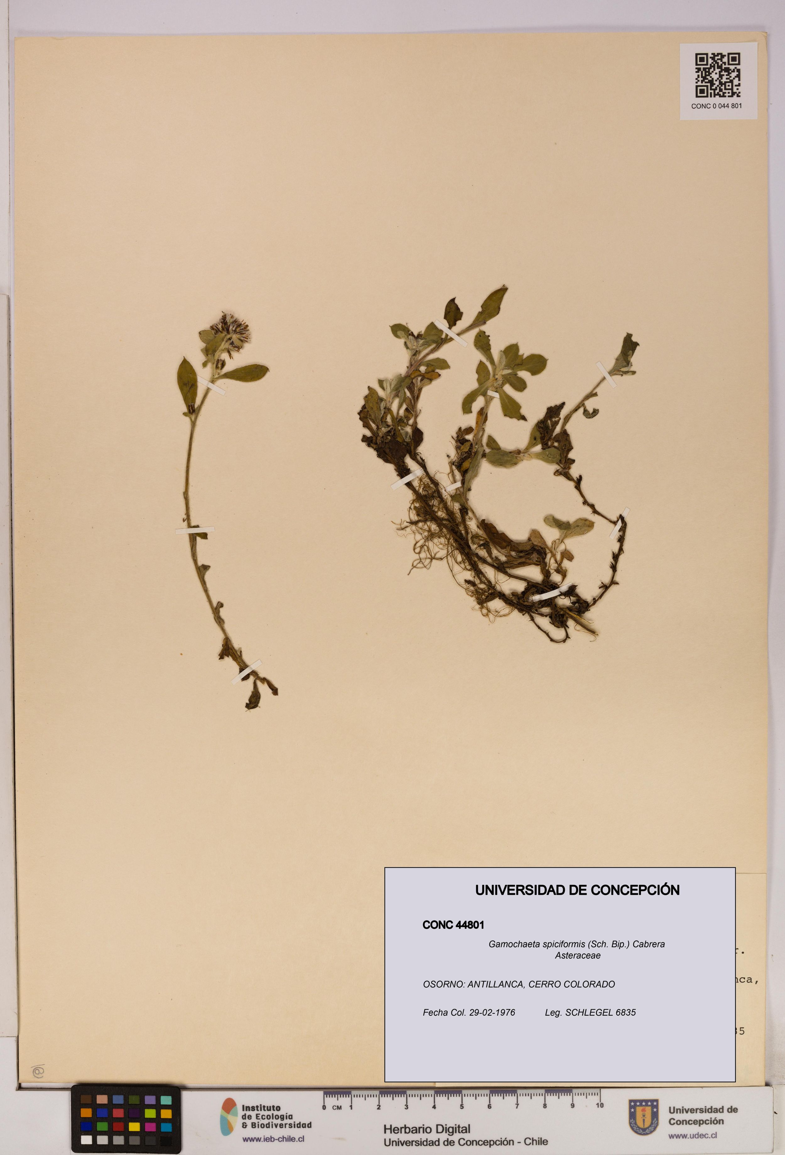 Gamochaeta spiciformis [Espécimen: ]