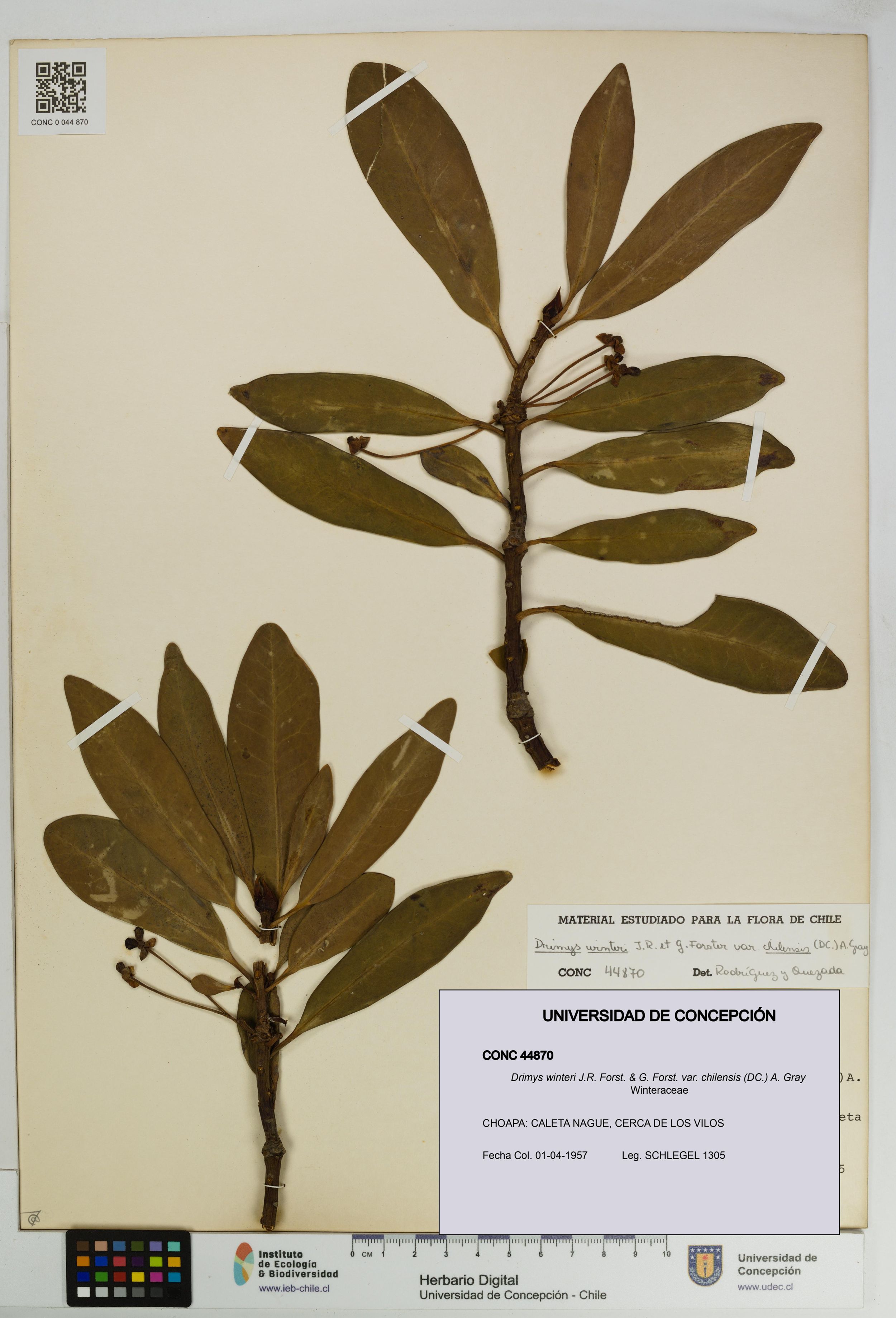 Drimys winteri var. chilensis [Espécimen: ]
