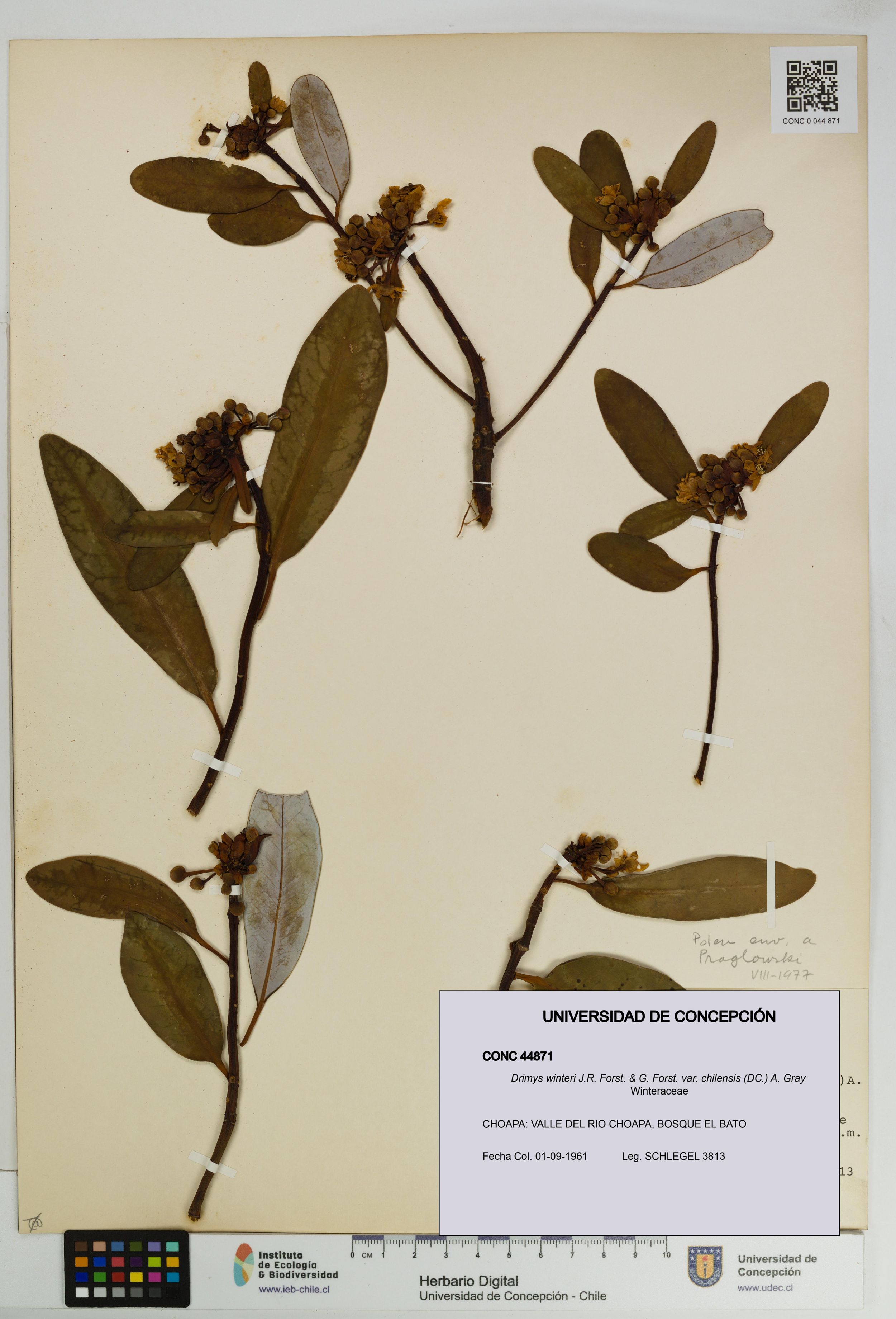 Drimys winteri var. chilensis [Espécimen: ]