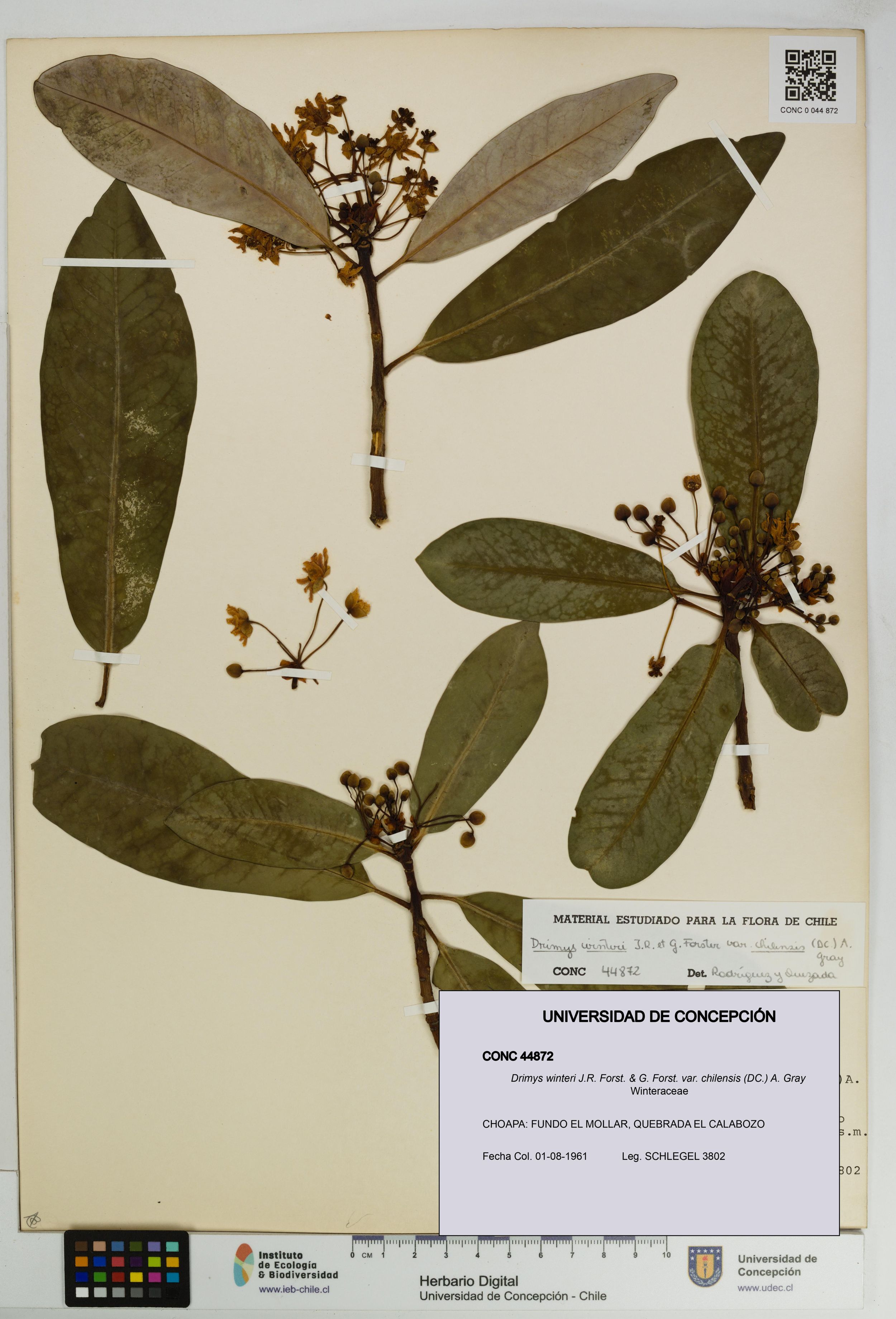 Drimys winteri var. chilensis [Espécimen: ]