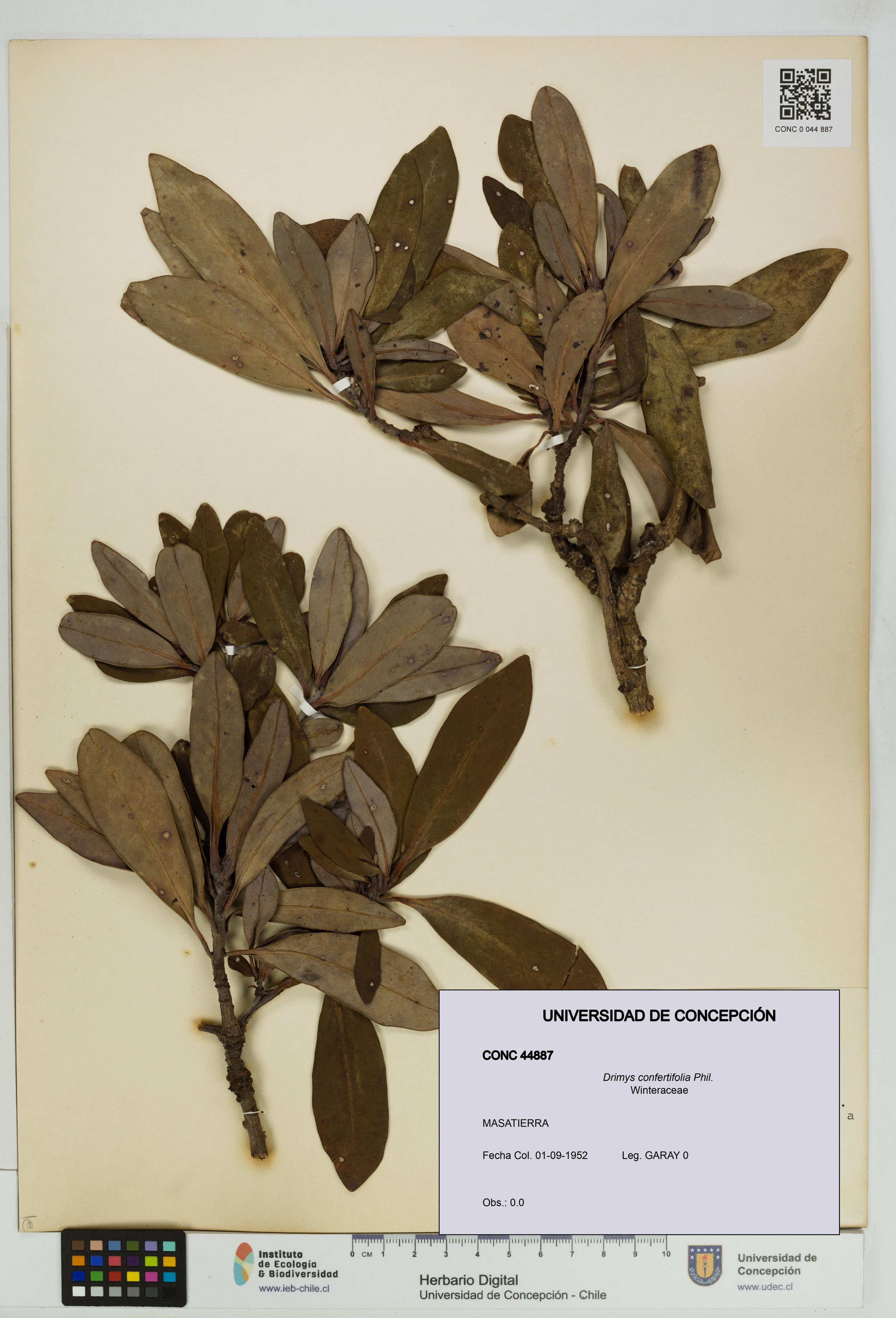 Drimys confertifolia [Espécimen: ]