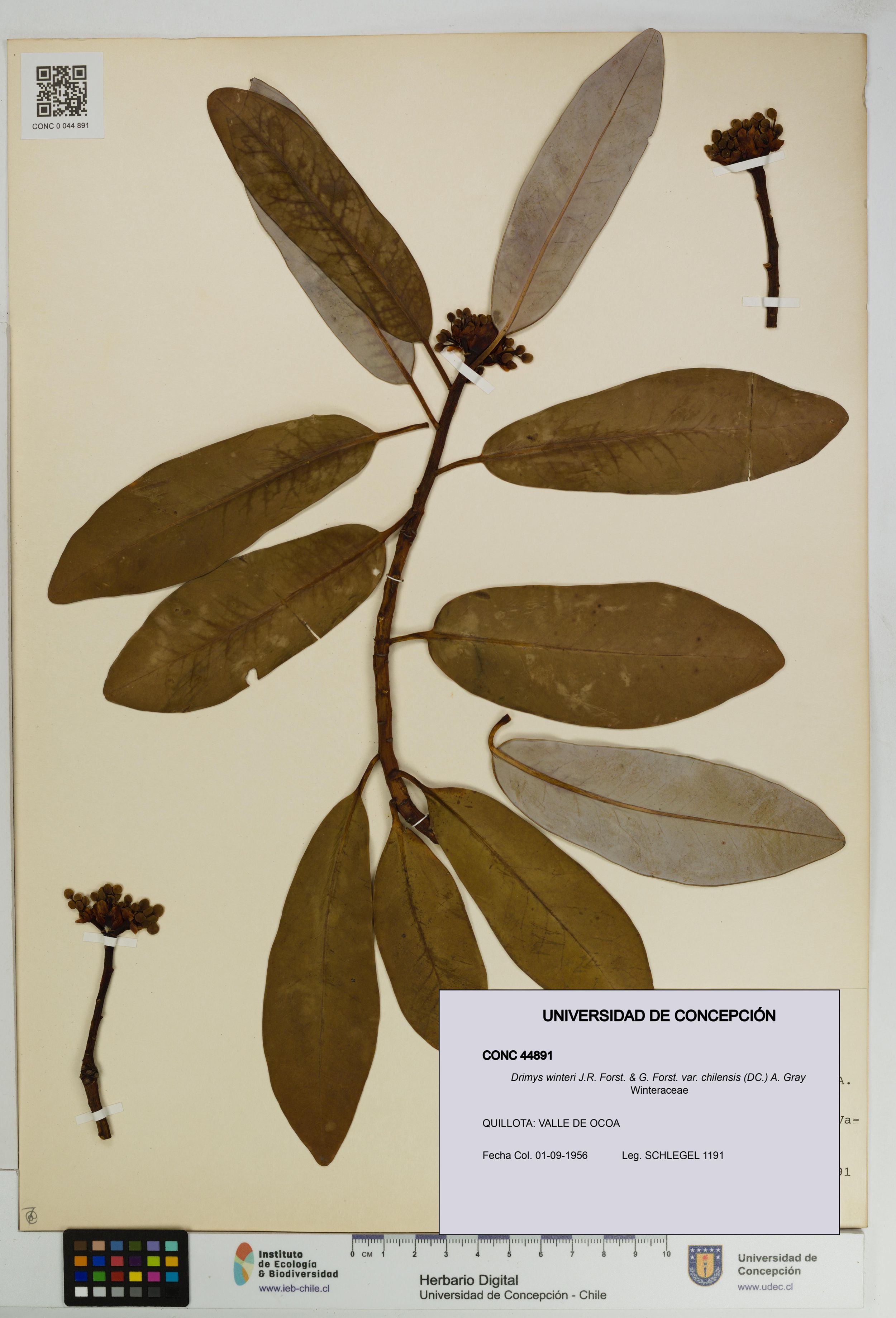 Drimys winteri var. chilensis [Espécimen: ]