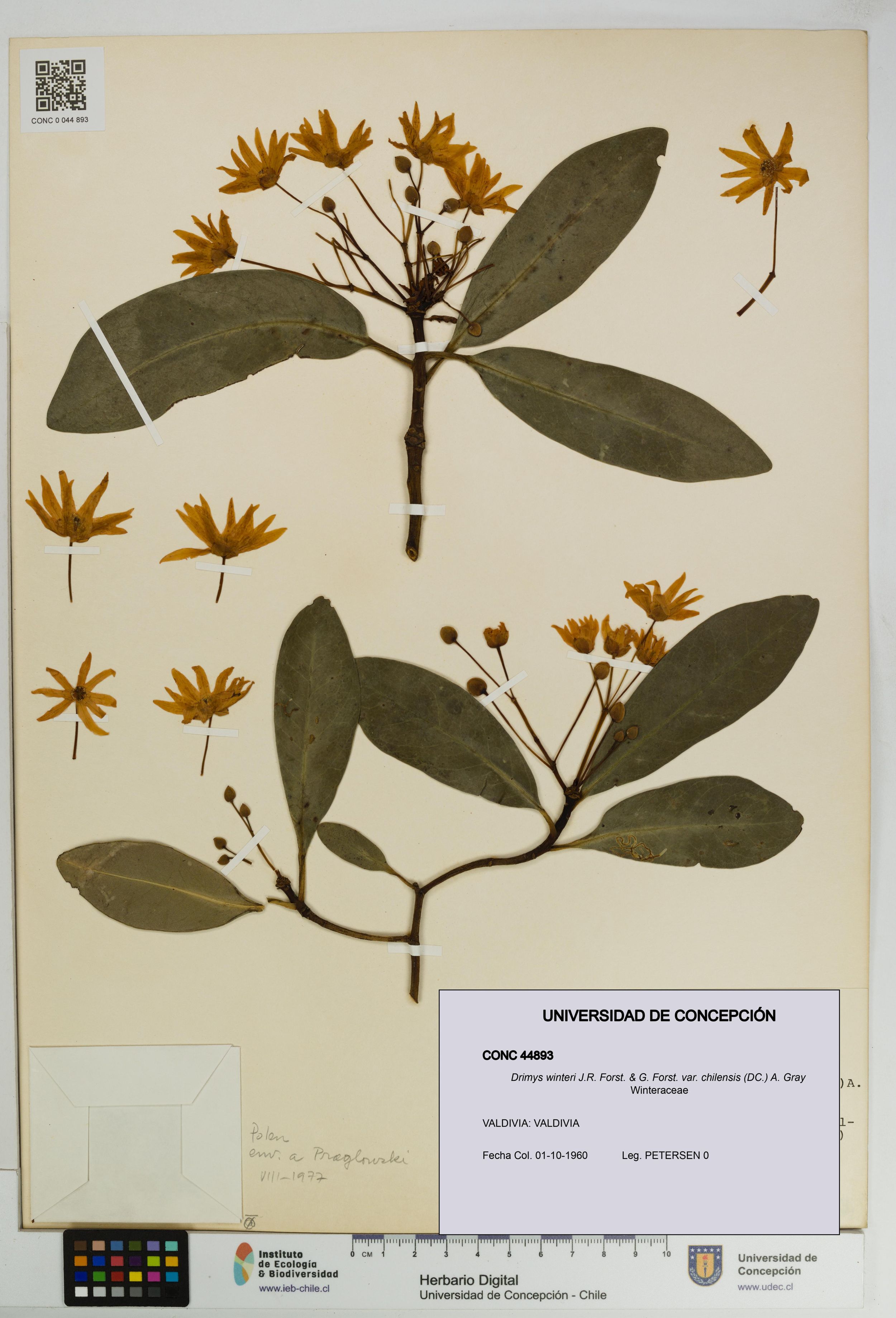 Drimys winteri var. chilensis [Espécimen: ]