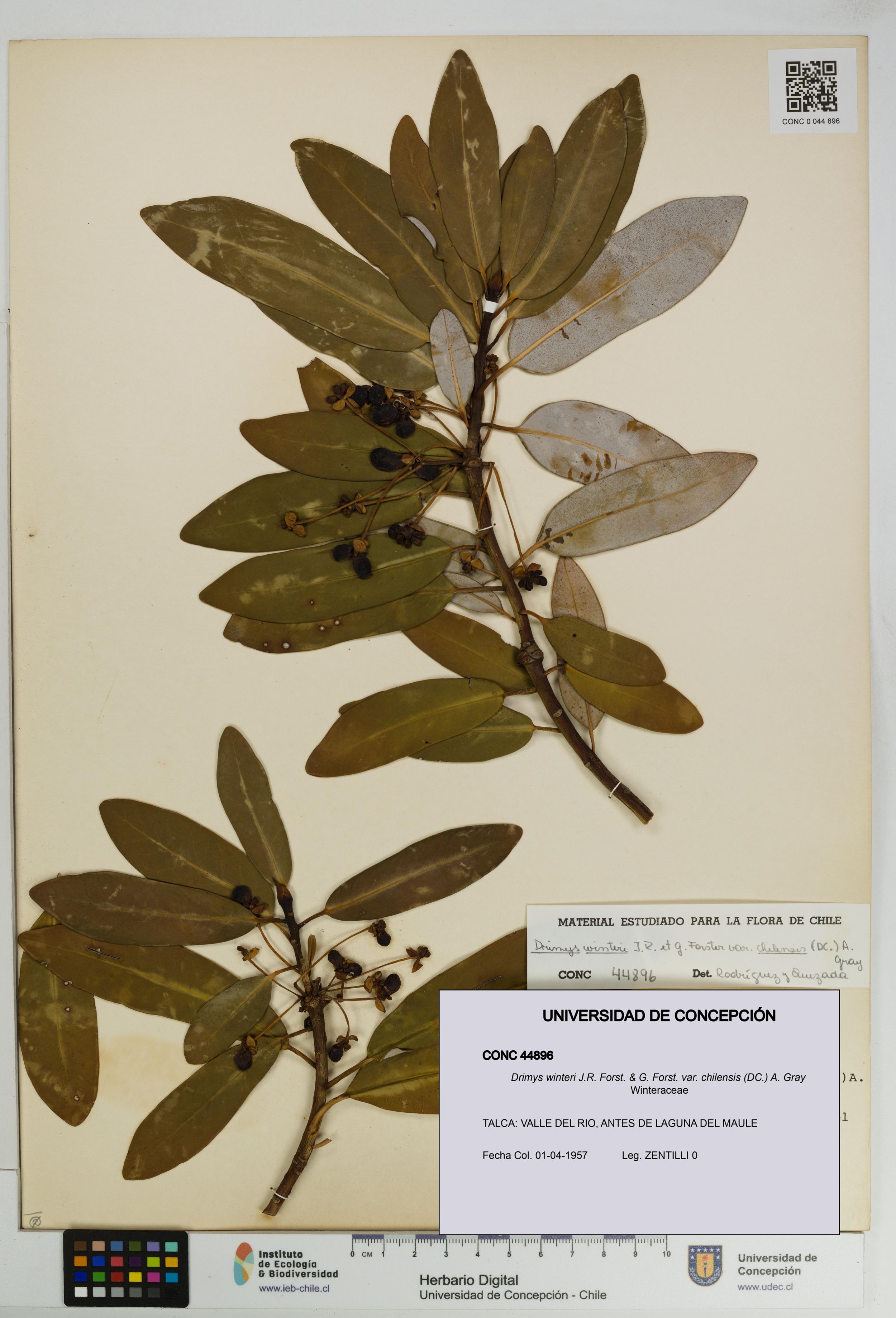 Drimys winteri var. chilensis [Espécimen: ]