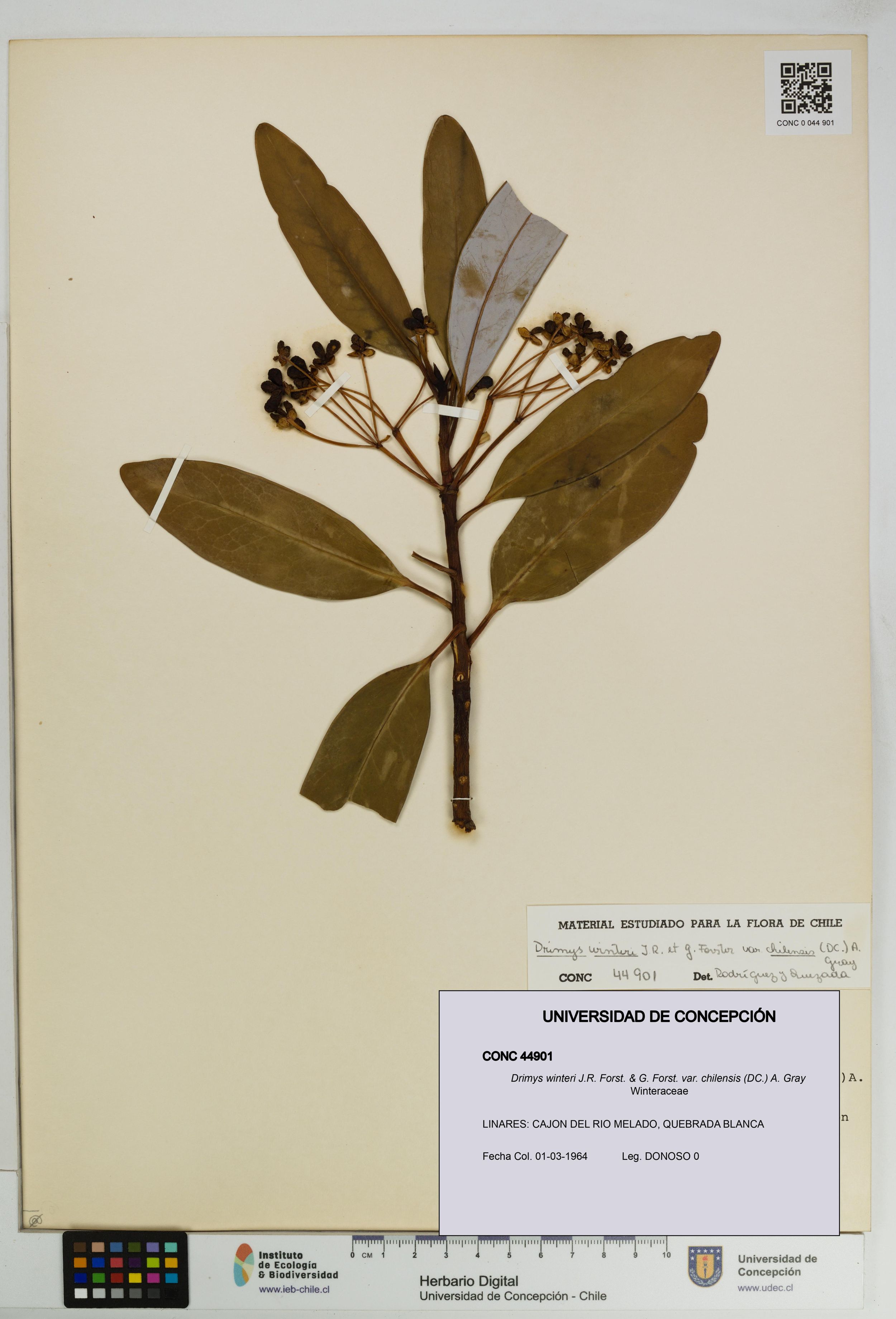 Drimys winteri var. chilensis [Espécimen: ]