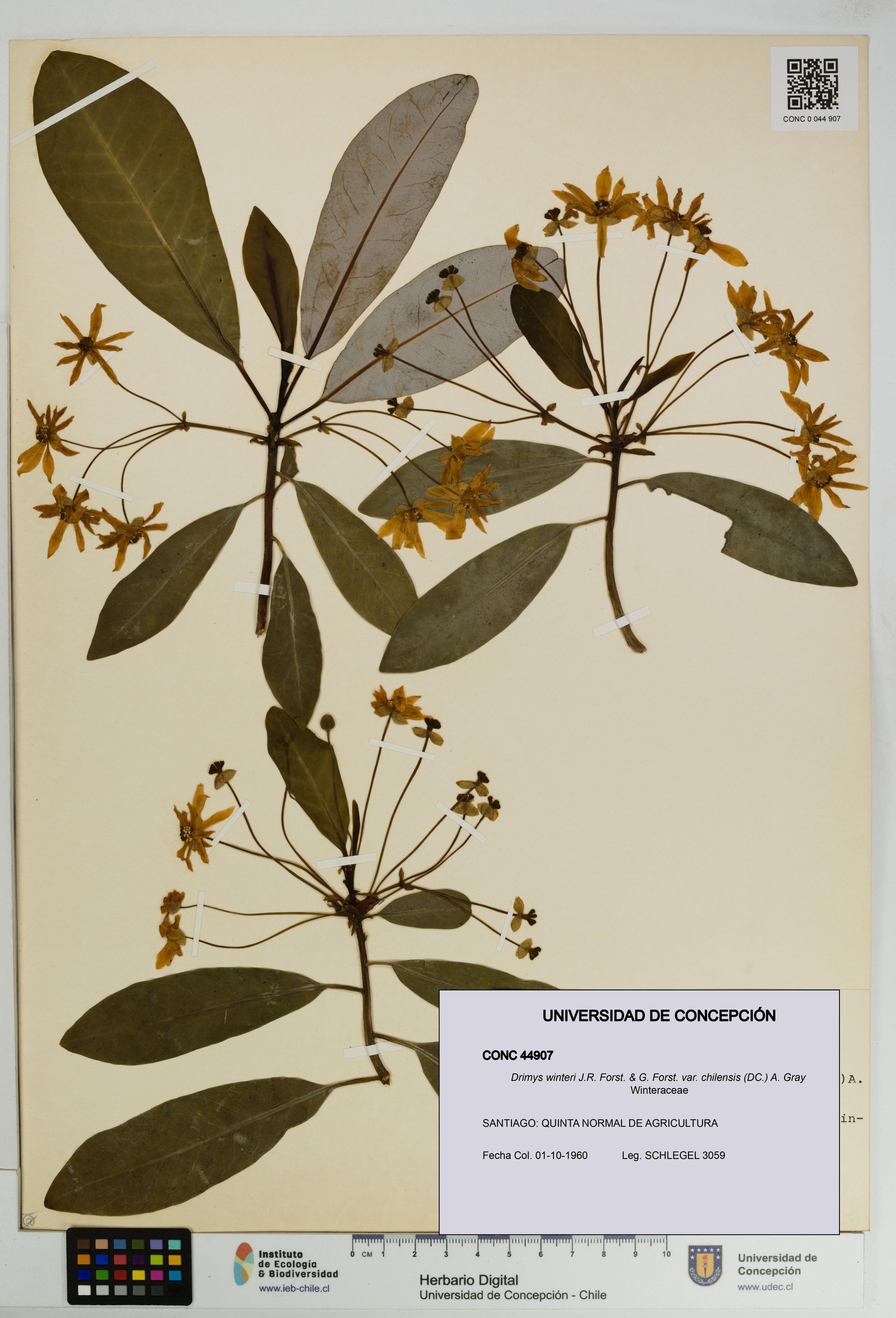 Drimys winteri var. chilensis [Espécimen: ]